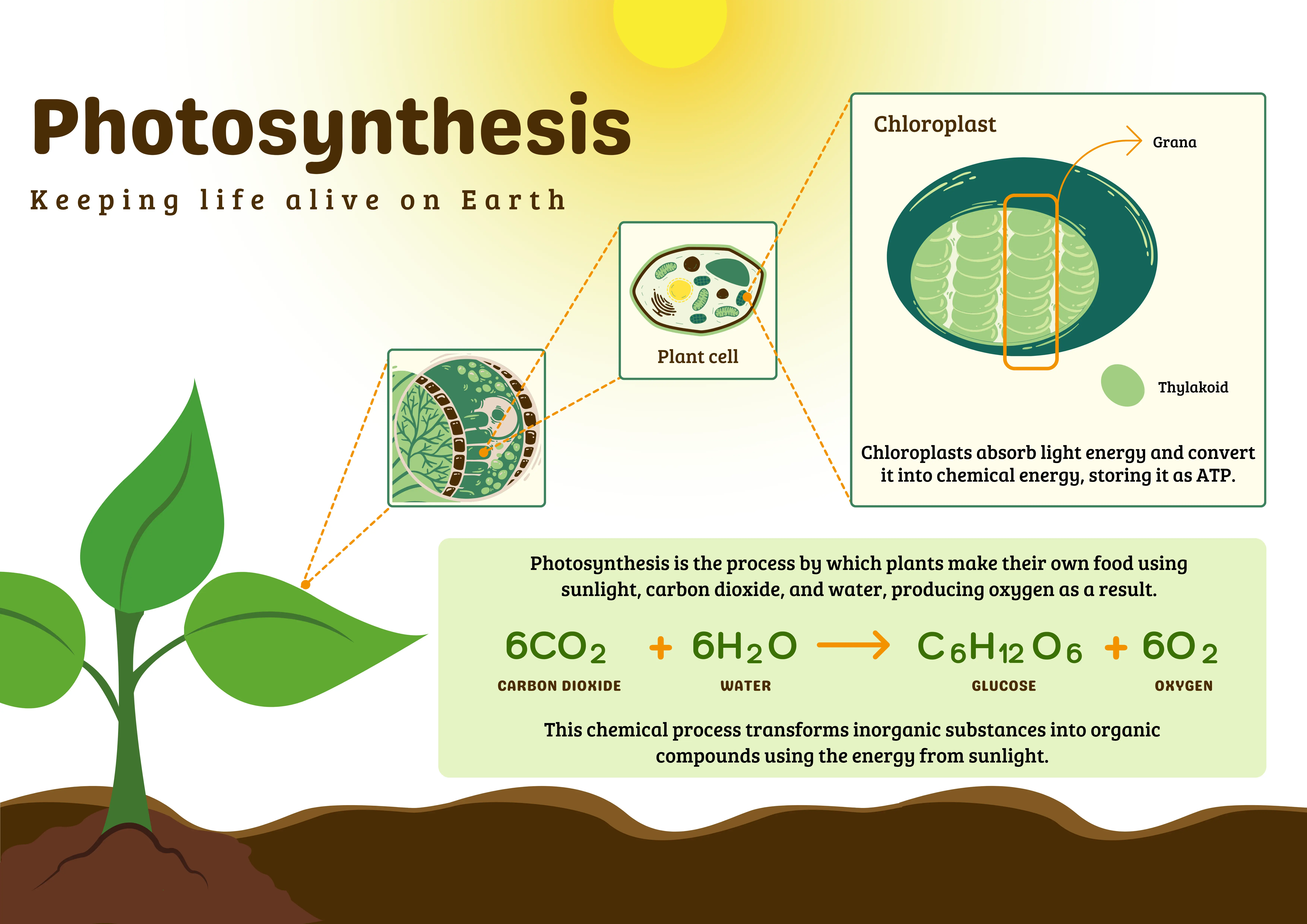 Chloroplast Structure Worksheet