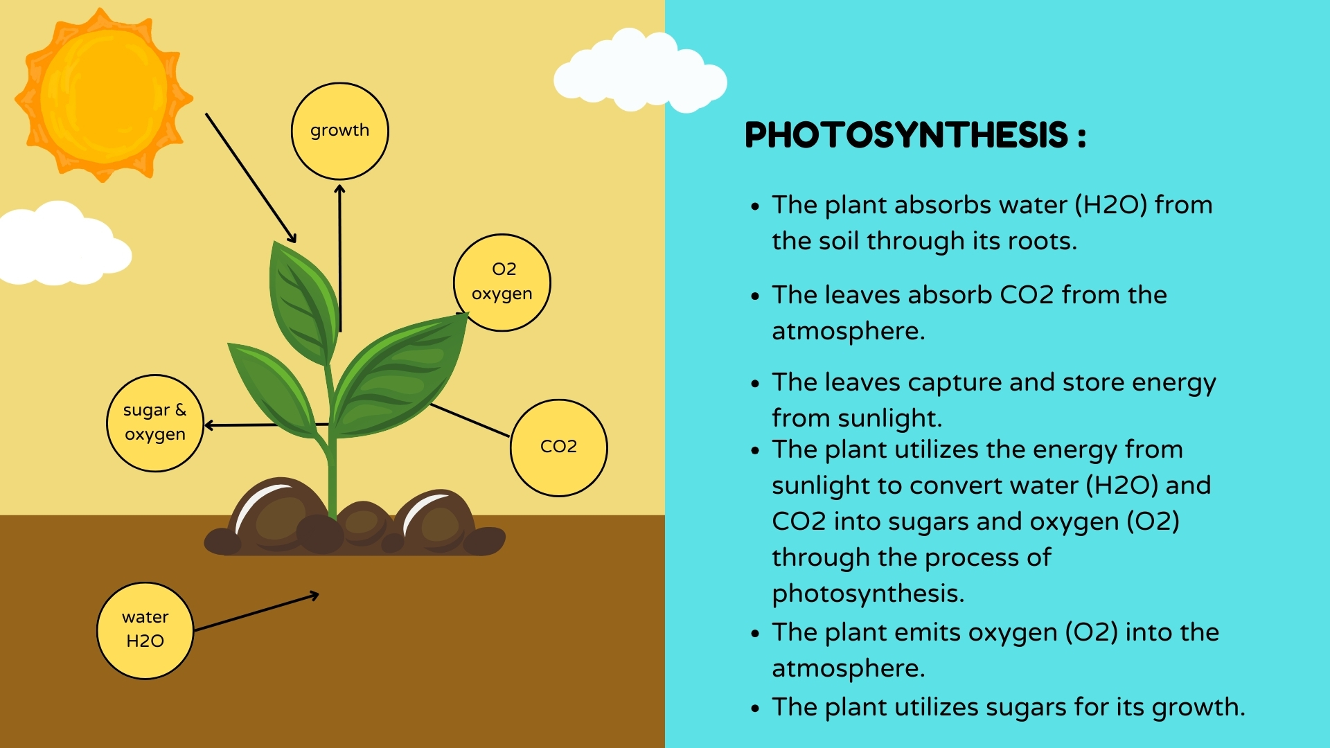 Photosynthesis Process Poster