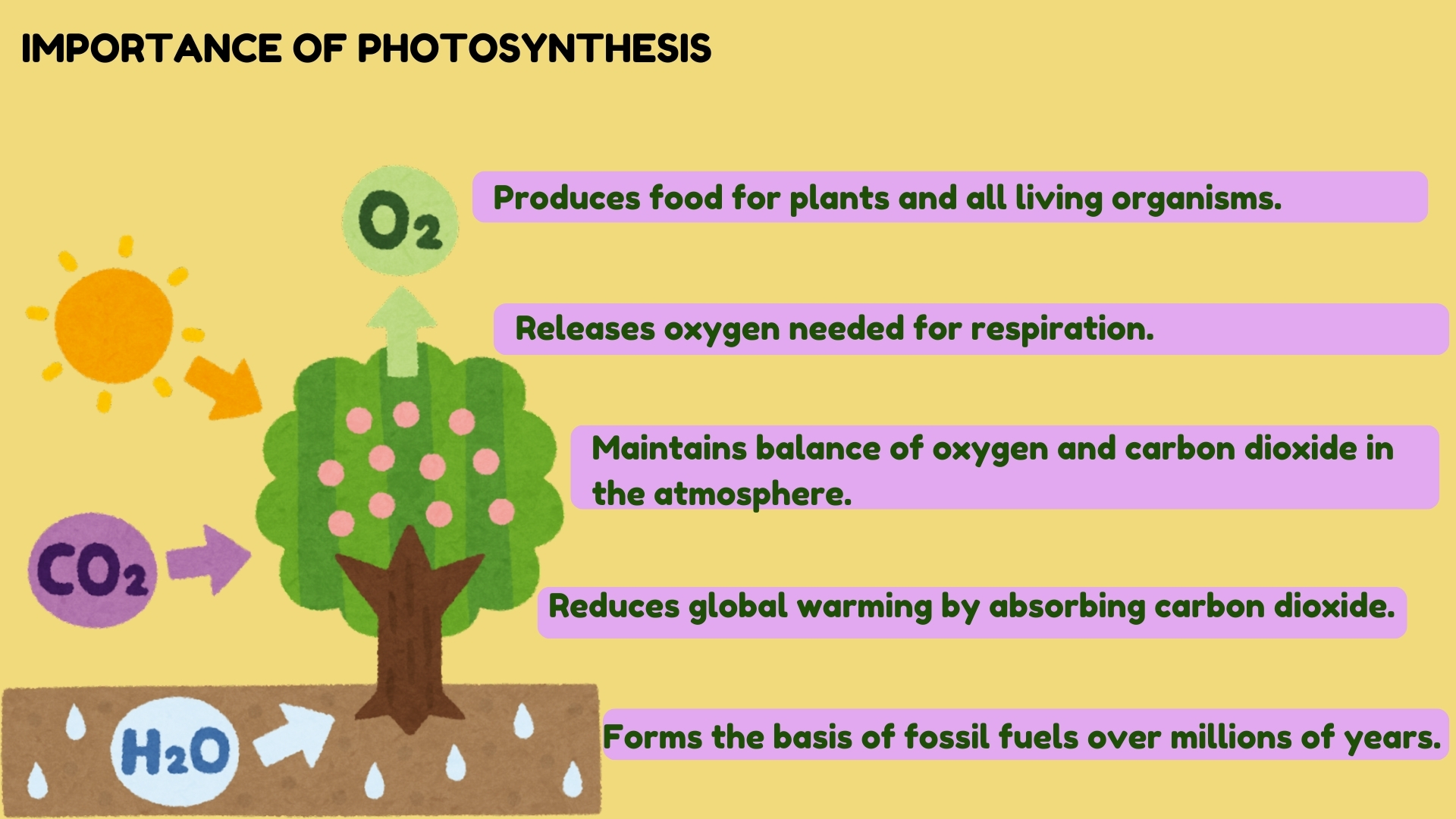 Importance of Photosynthesis Poster