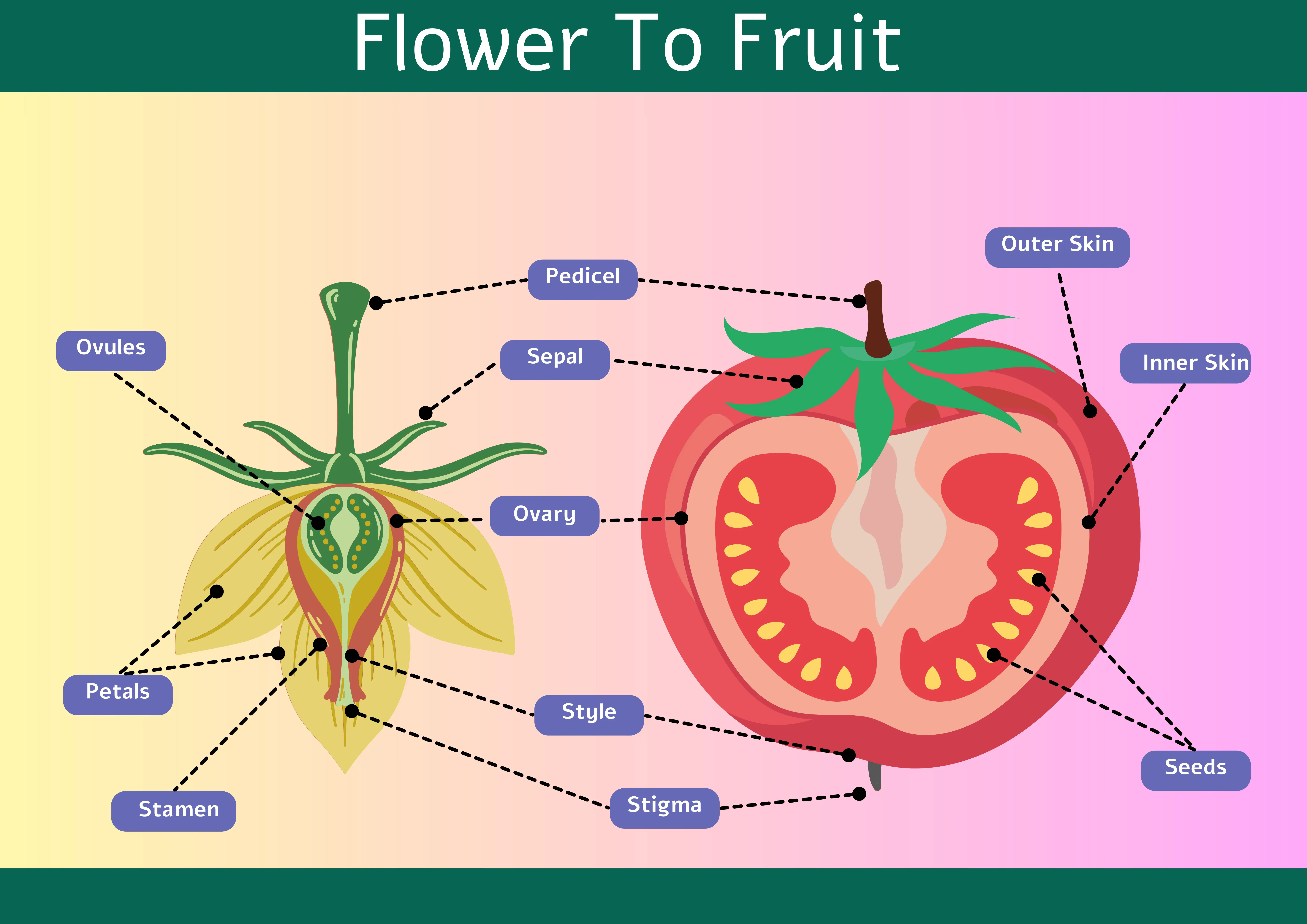 Flower to Fruit Poster