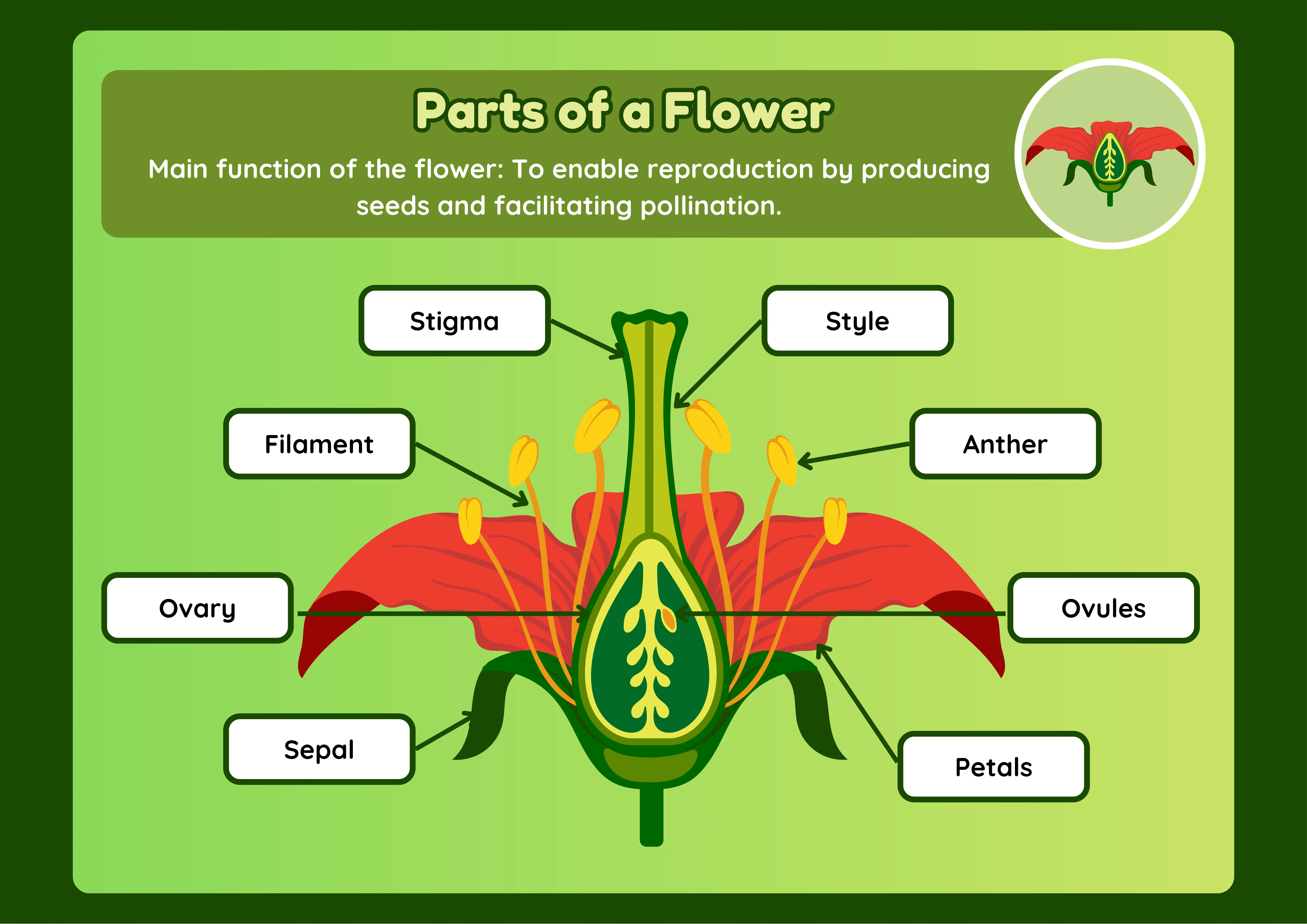 Parts of a Flower Poster