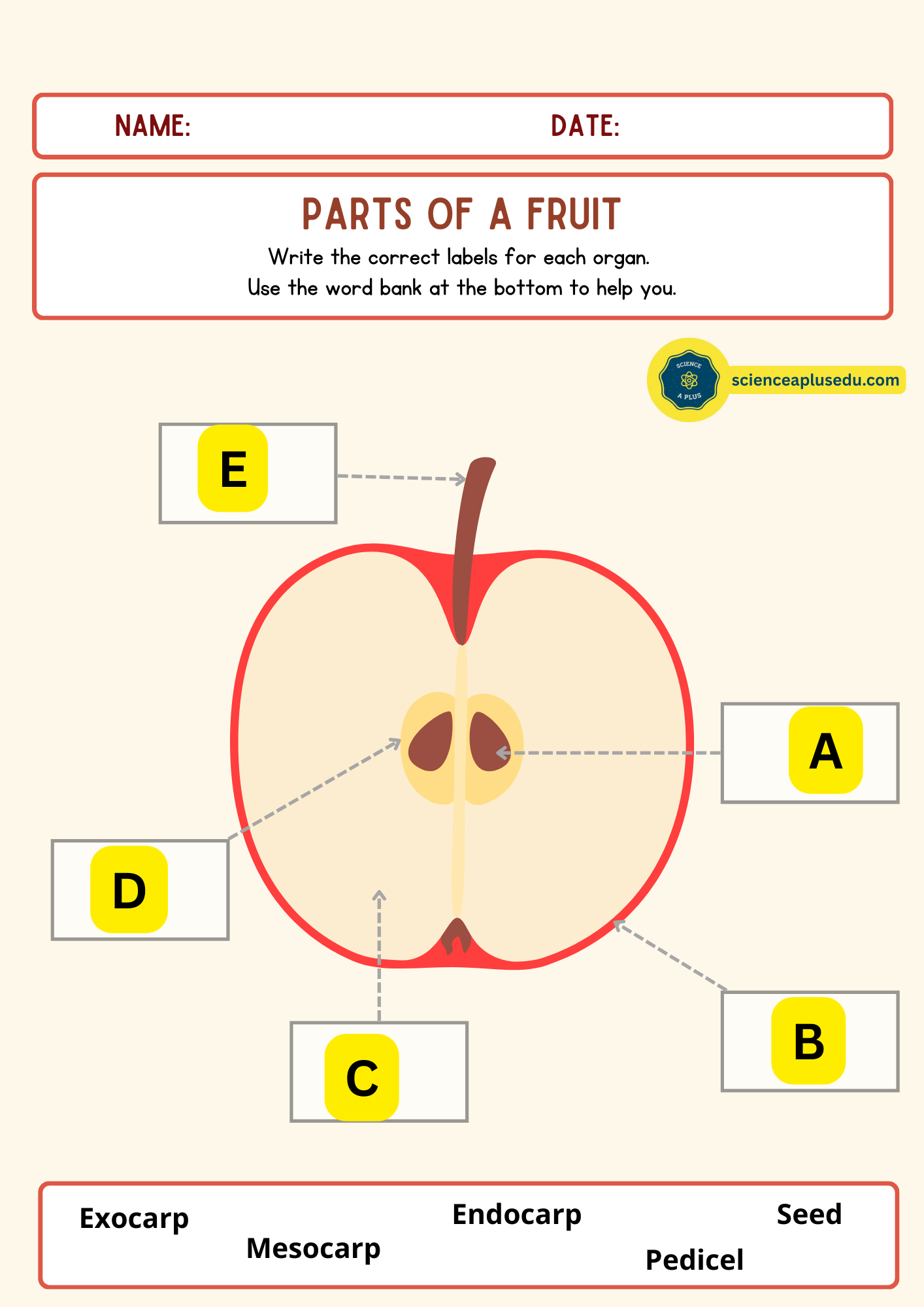 Parts of a Fruit Activity