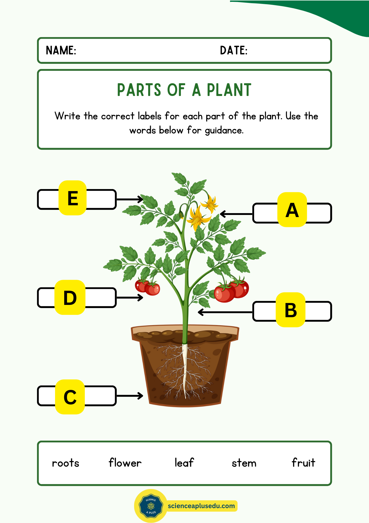 Parts of a Plant Activity