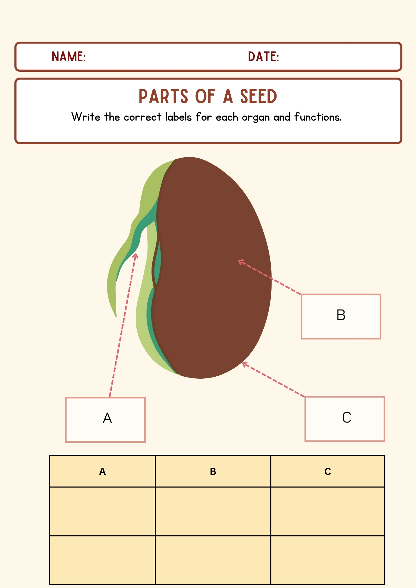 Parts of a Seed Activity