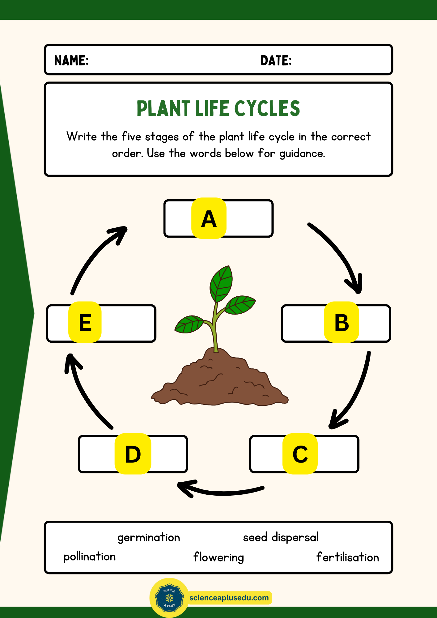 Plant Life Cycle Activity