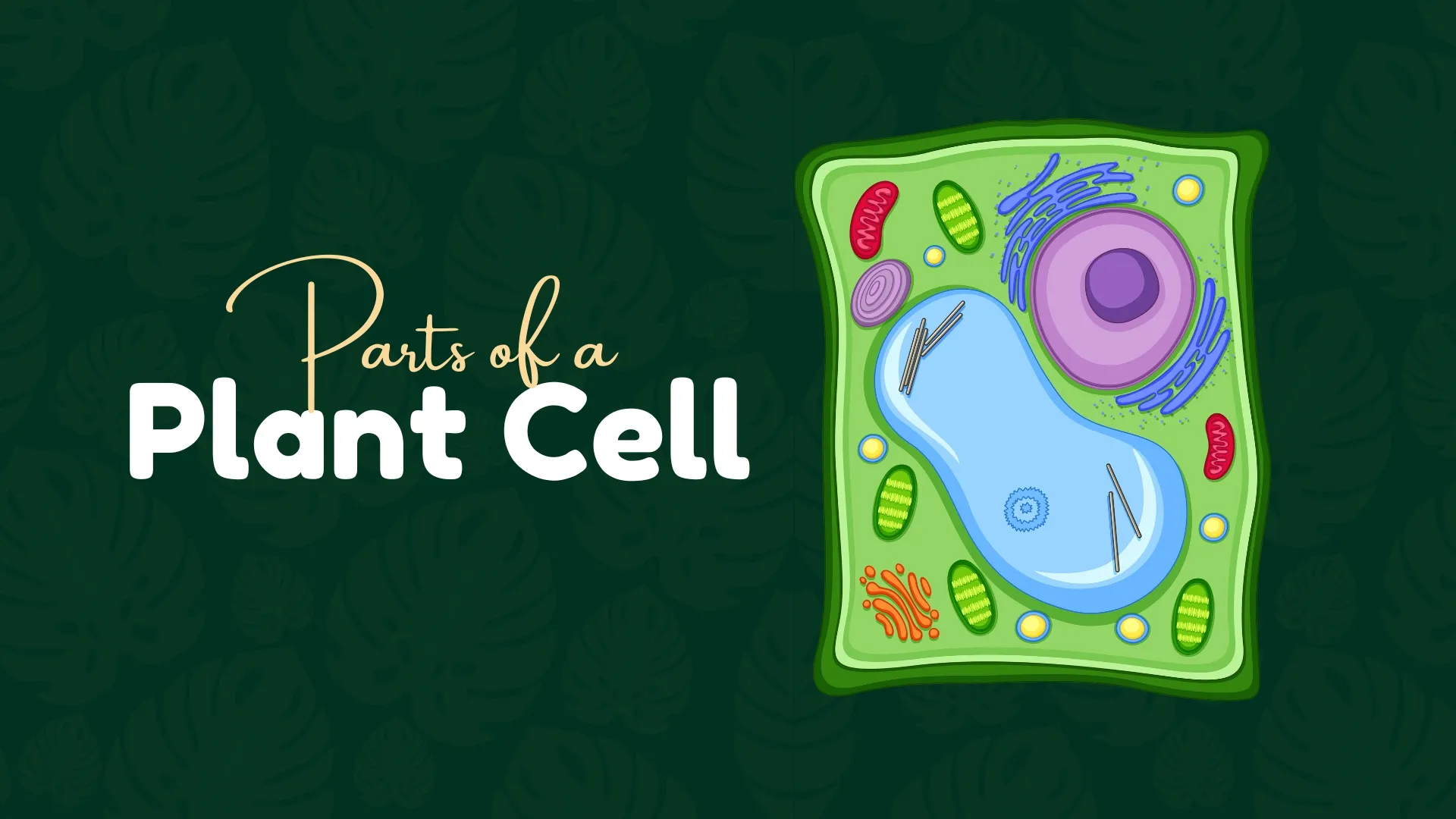Parts of a Plant Cell - Title