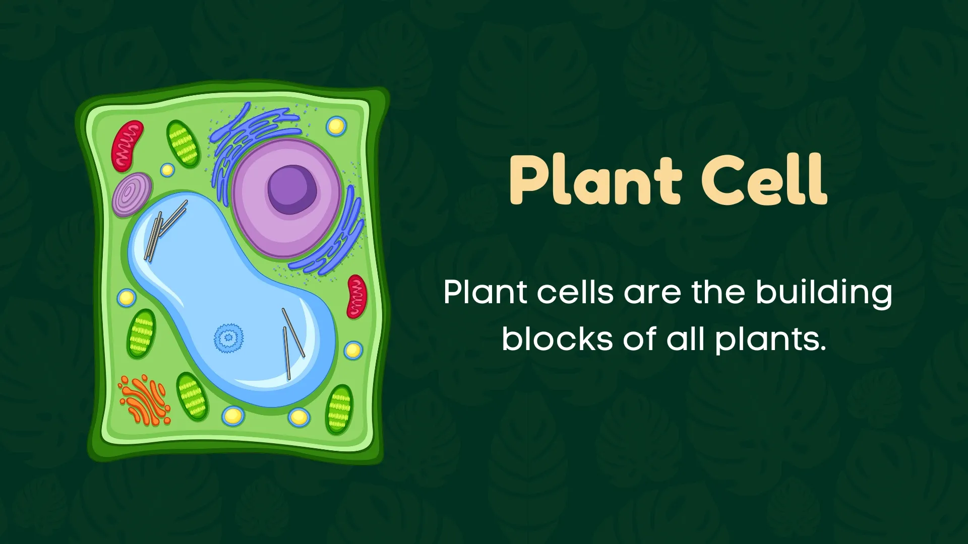 Plant Cell Definition