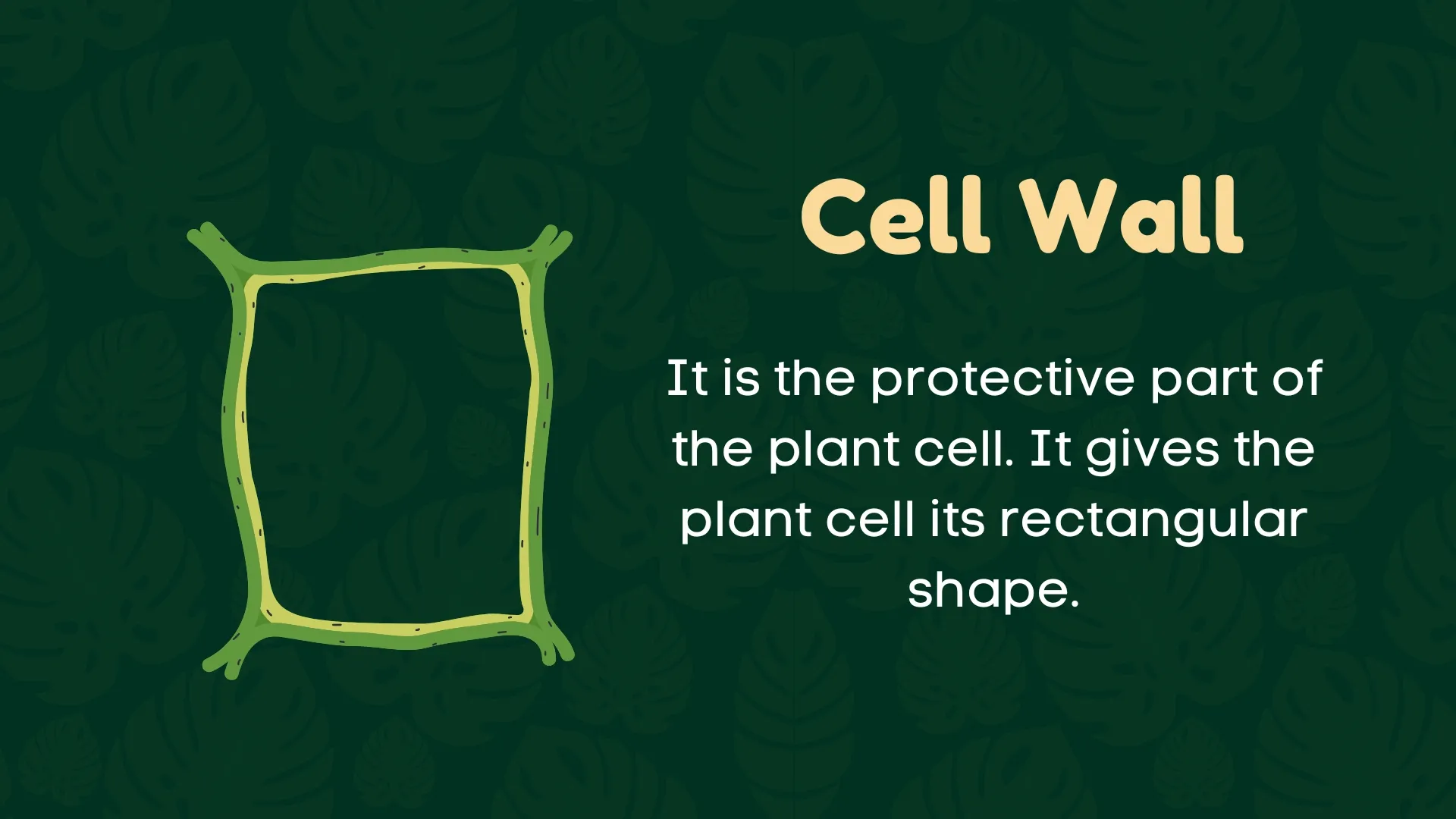 Cell Wall