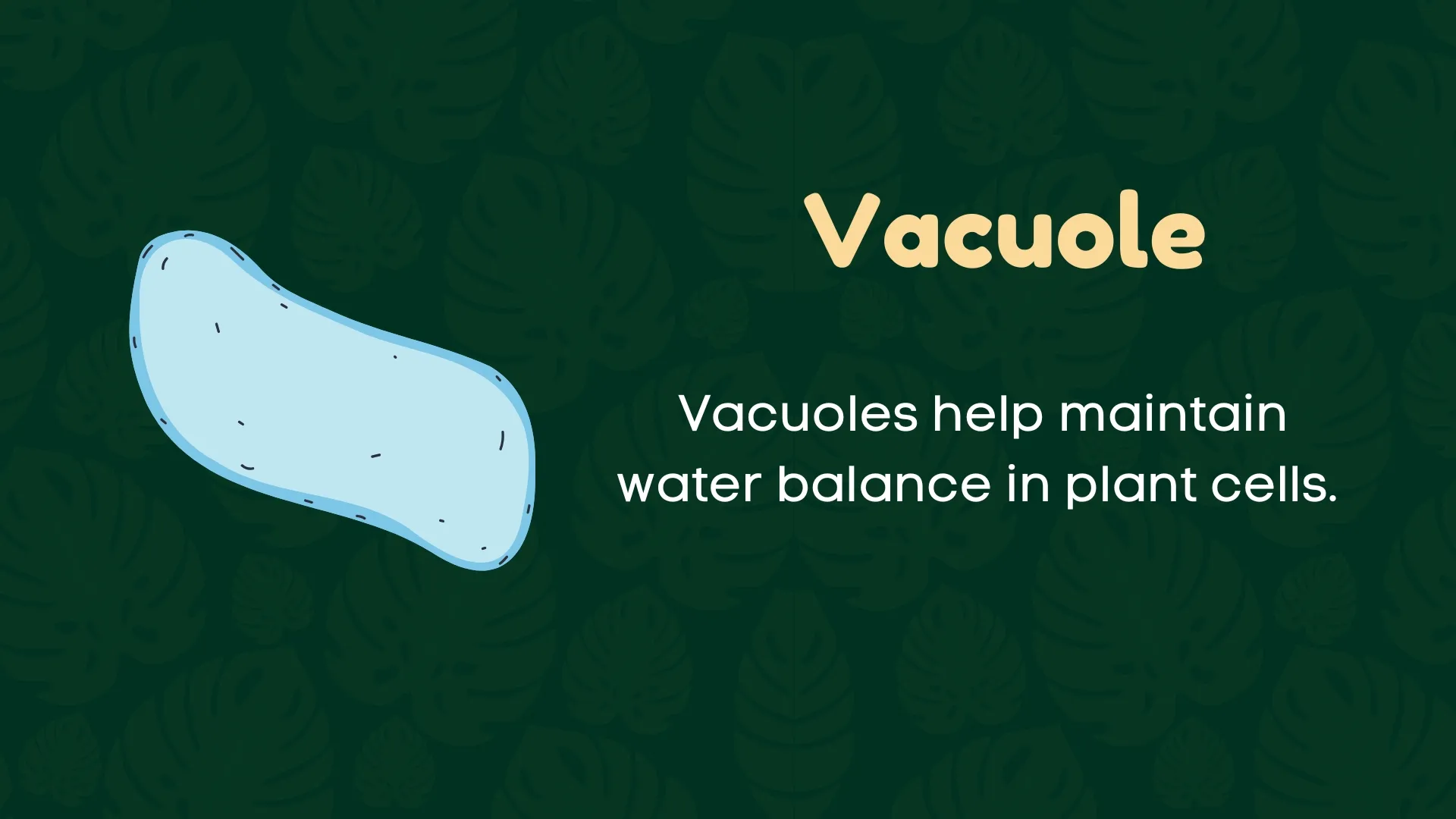 Vacuole