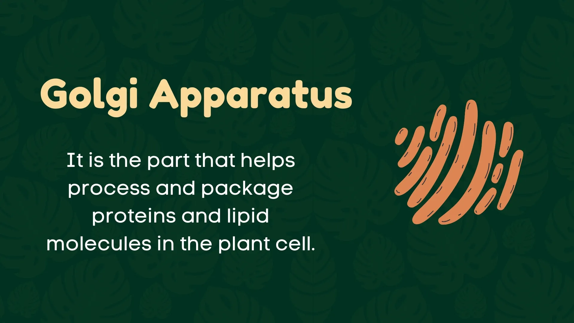Golgi Apparatus