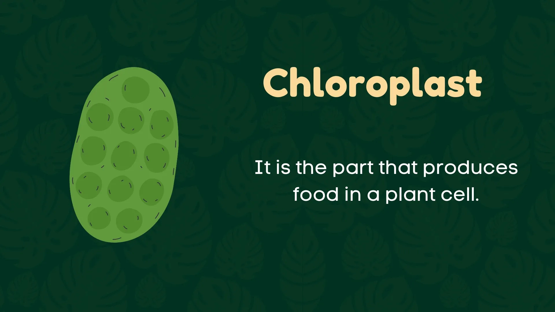 Chloroplast