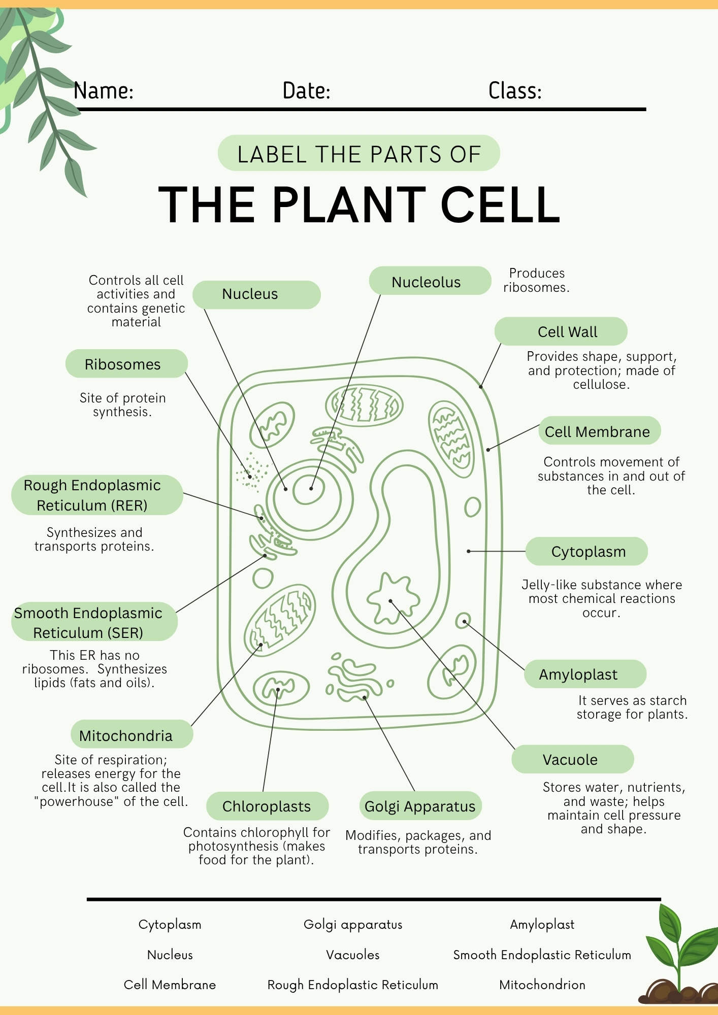 Parts of Plant Cell Worksheet