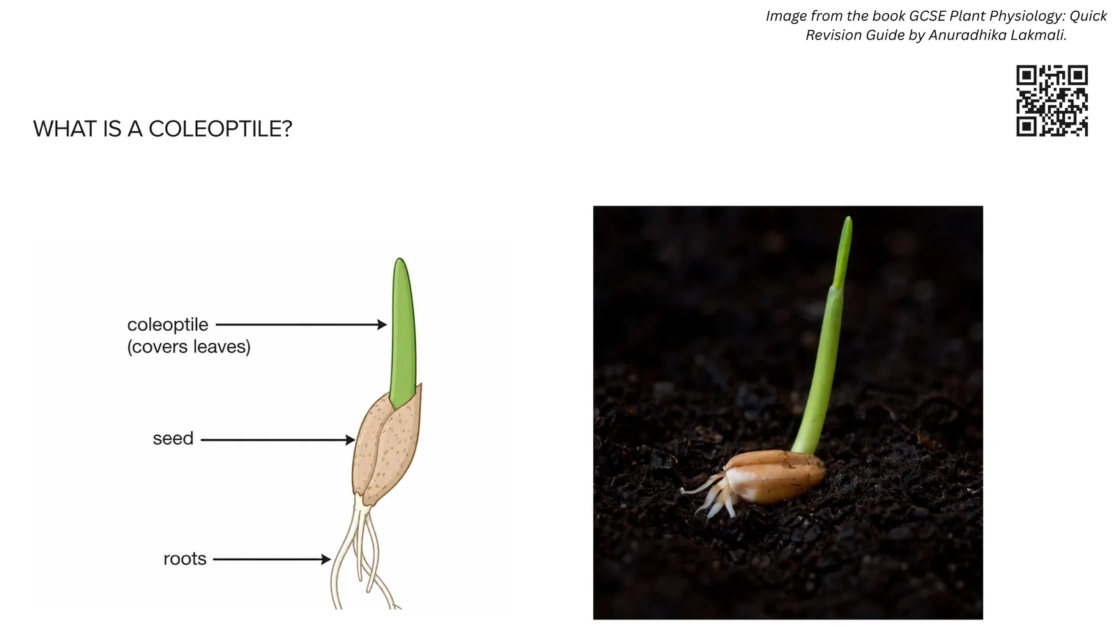 What a coleoptile is: the protective sheath covering the first leaf of a germinating seed, shown in a diagram and a photograph