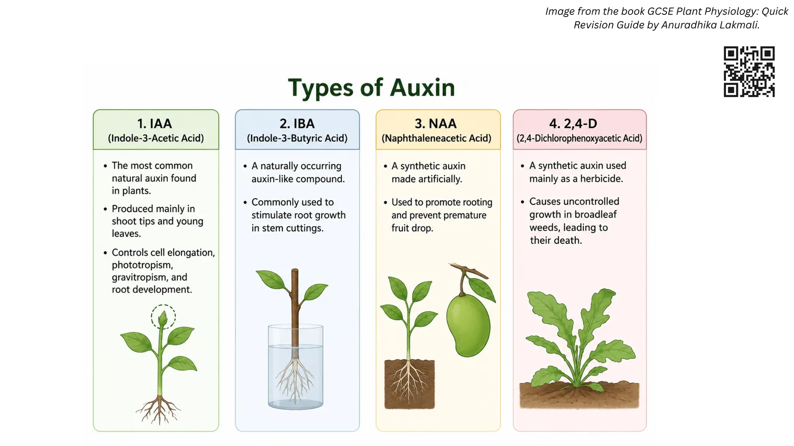 Types of auxin: natural IAA, rooting compound IBA, synthetic NAA for rooting and fruit drop, and synthetic 2,4-D weedkiller