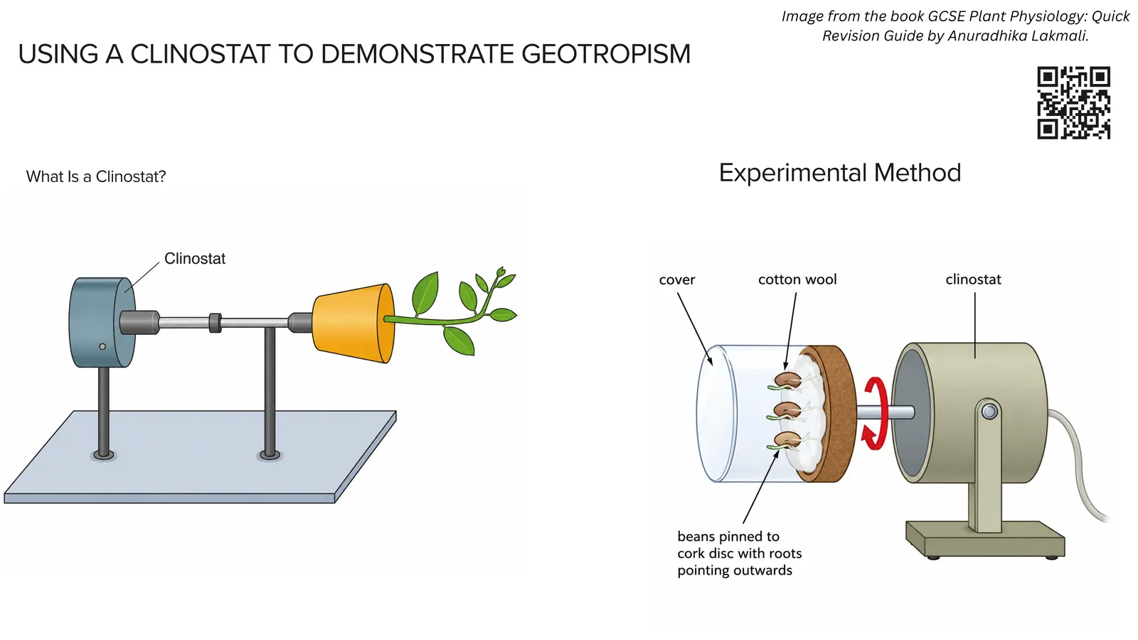 Using a clinostat to demonstrate geotropism: a motor turns a disc of pinned seeds slowly so gravity acts from every side in turn