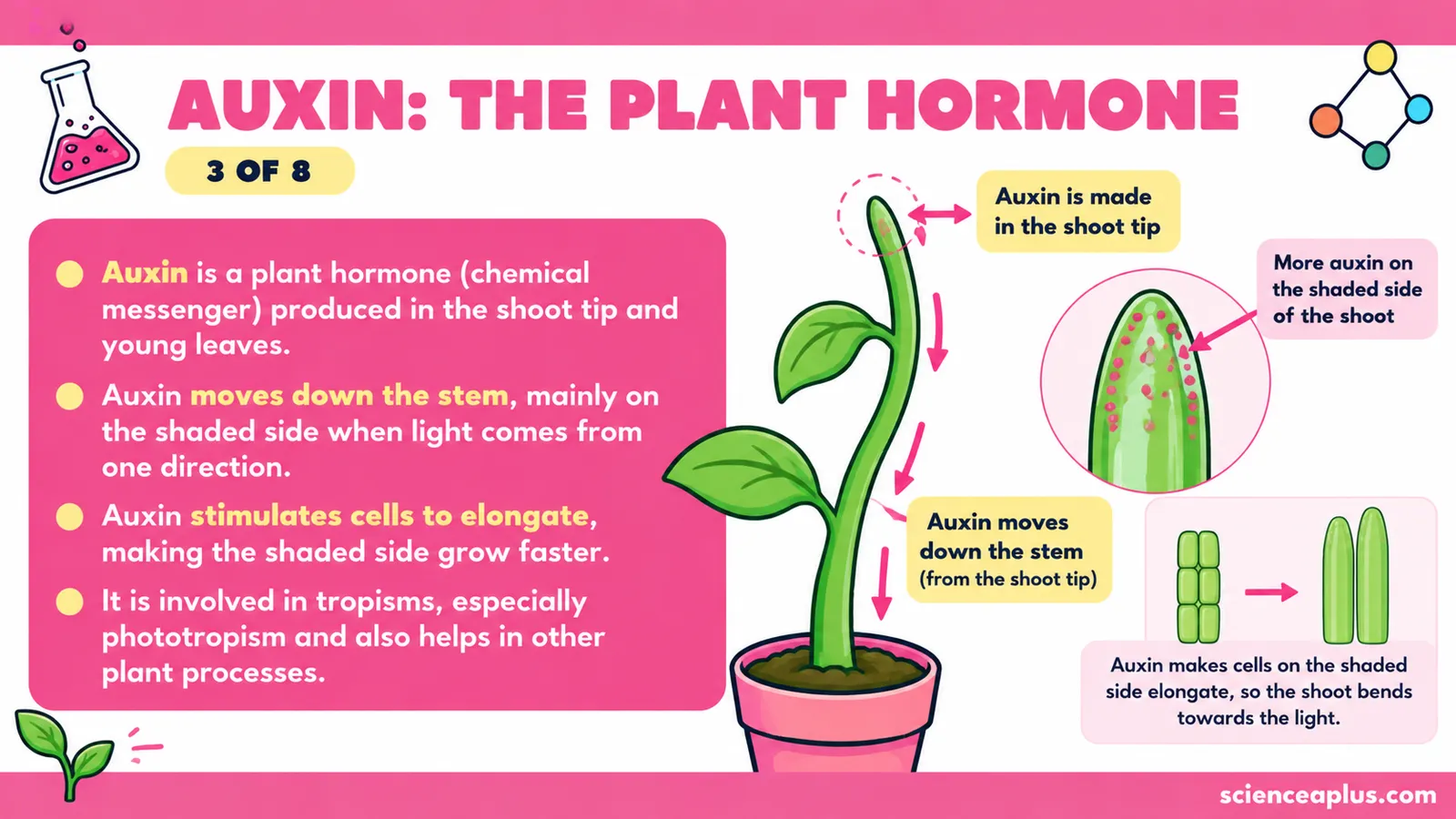 Auxin is made in the shoot tip and young leaves, moves to the shaded side and makes cells there elongate so the shoot bends towards the light