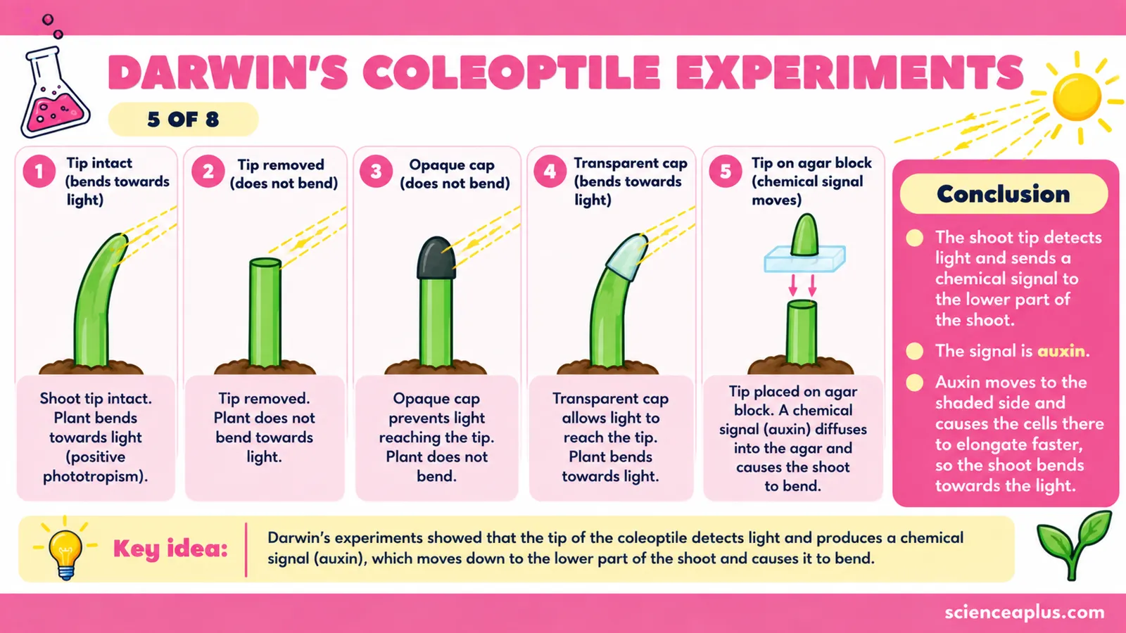 Darwin's coleoptile experiments: intact tip bends to light, tip removed gives no growth, opaque cap gives growth without bending, so the tip detects light