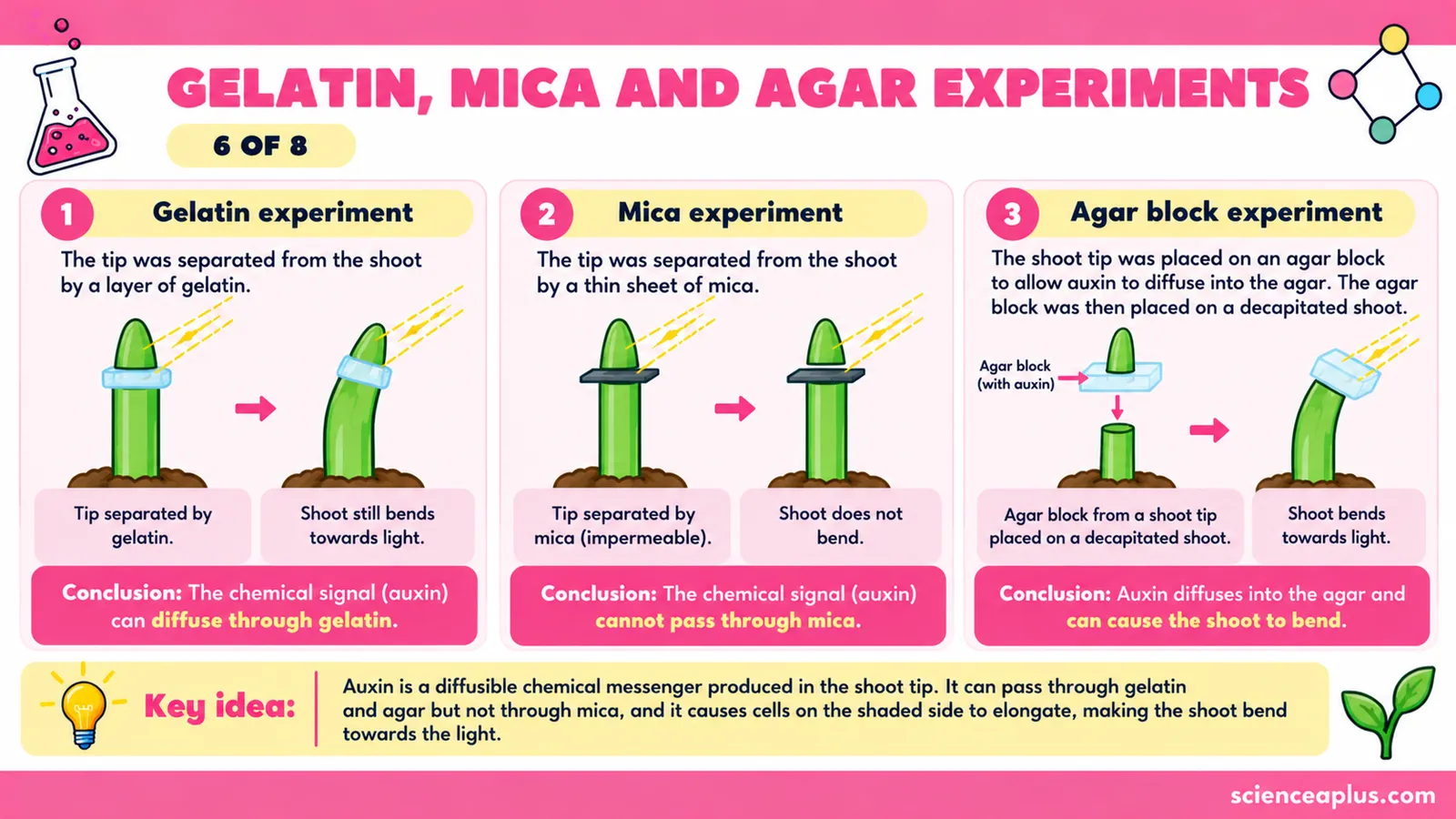 The gelatin, mica and agar experiments: mica blocks the signal, gelatin lets it through, and an agar block holding auxin makes the stalk bend without a tip