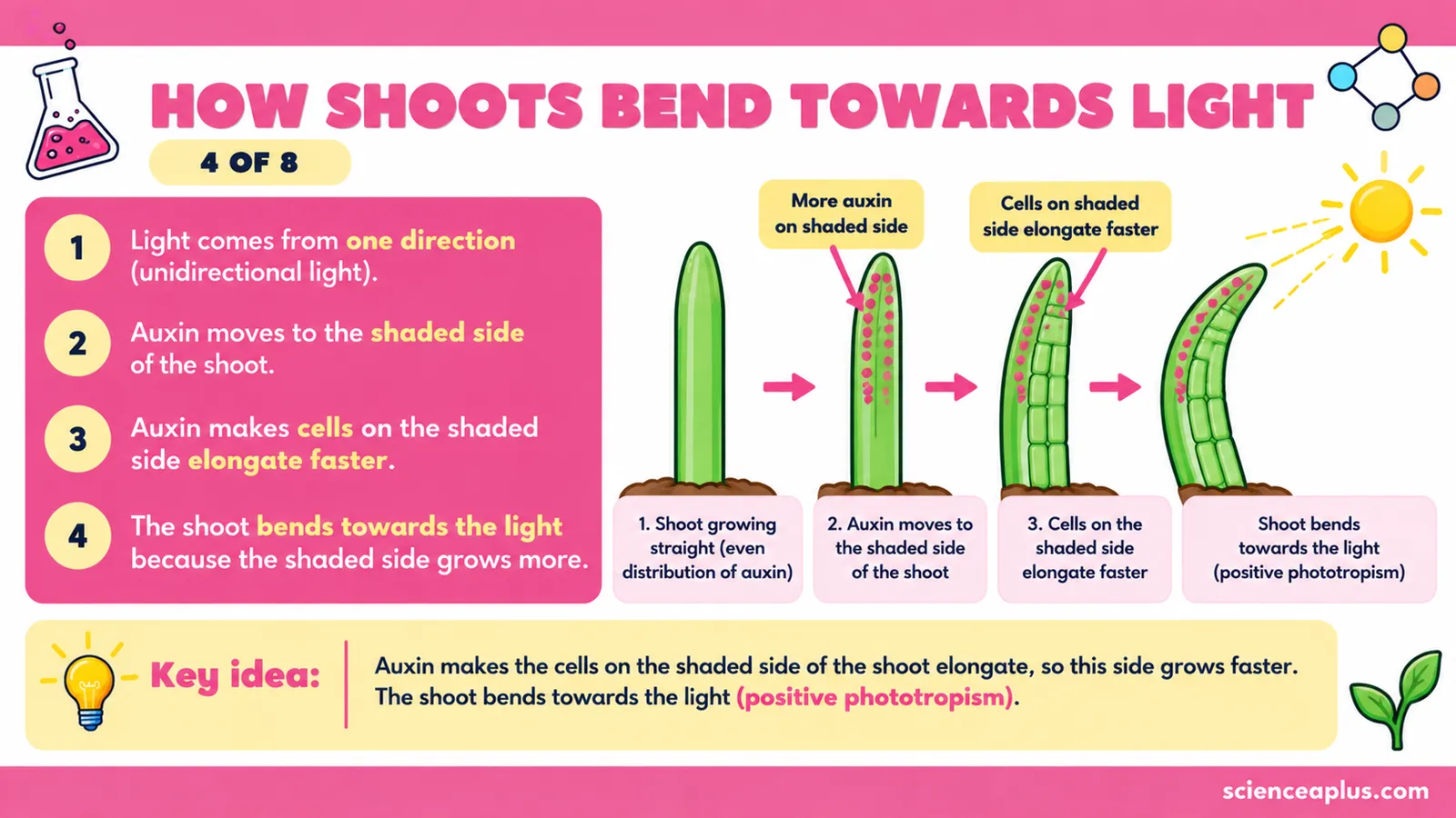 How shoots bend towards light: one-sided light moves auxin to the shaded side, cells there elongate more and the shoot curves towards the light