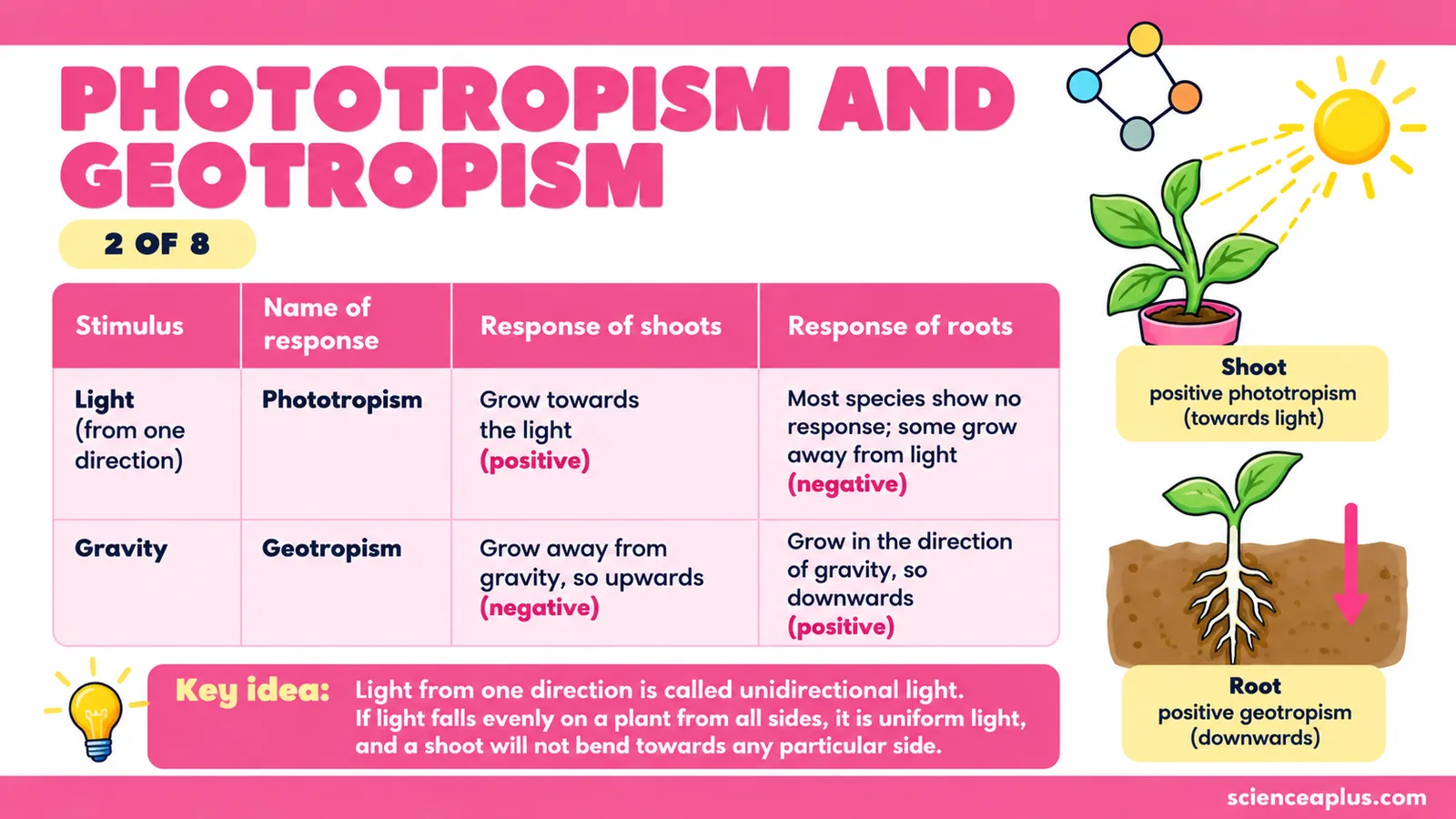 Phototropism and geotropism compared: shoots grow towards light and upwards against gravity, roots grow downwards with gravity