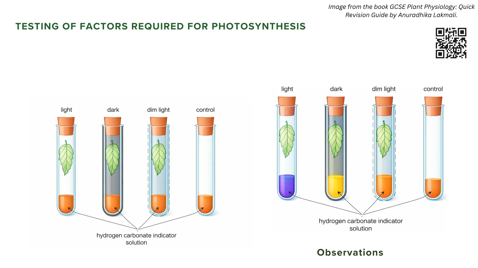 Testing the factors required for photosynthesis: four tubes with leaves under light, dark, dim light and control, with hydrogencarbonate indicator solution and the observations