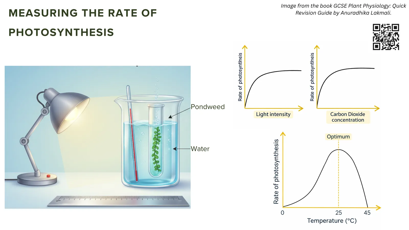 Measuring the rate of photosynthesis: pondweed in water lit by a lamp, with graphs of rate against light intensity, carbon dioxide concentration and temperature