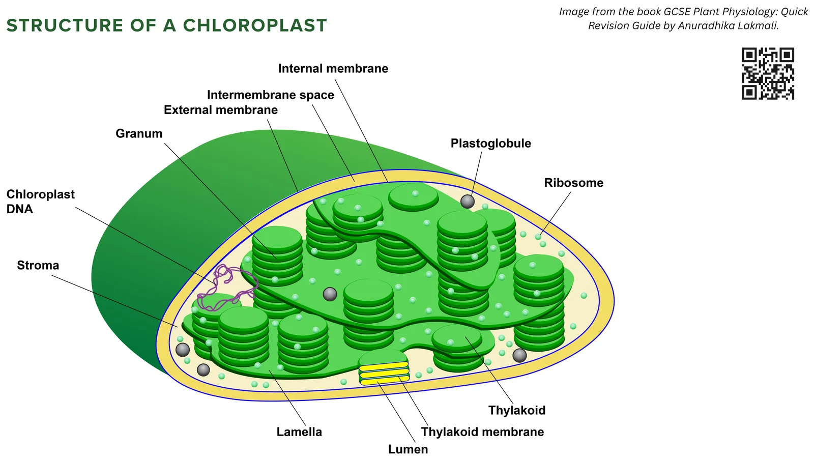 Labelled structure of a chloroplast: grana of thylakoid stacks, stroma, lamellae, internal and external membranes, ribosomes and chloroplast DNA