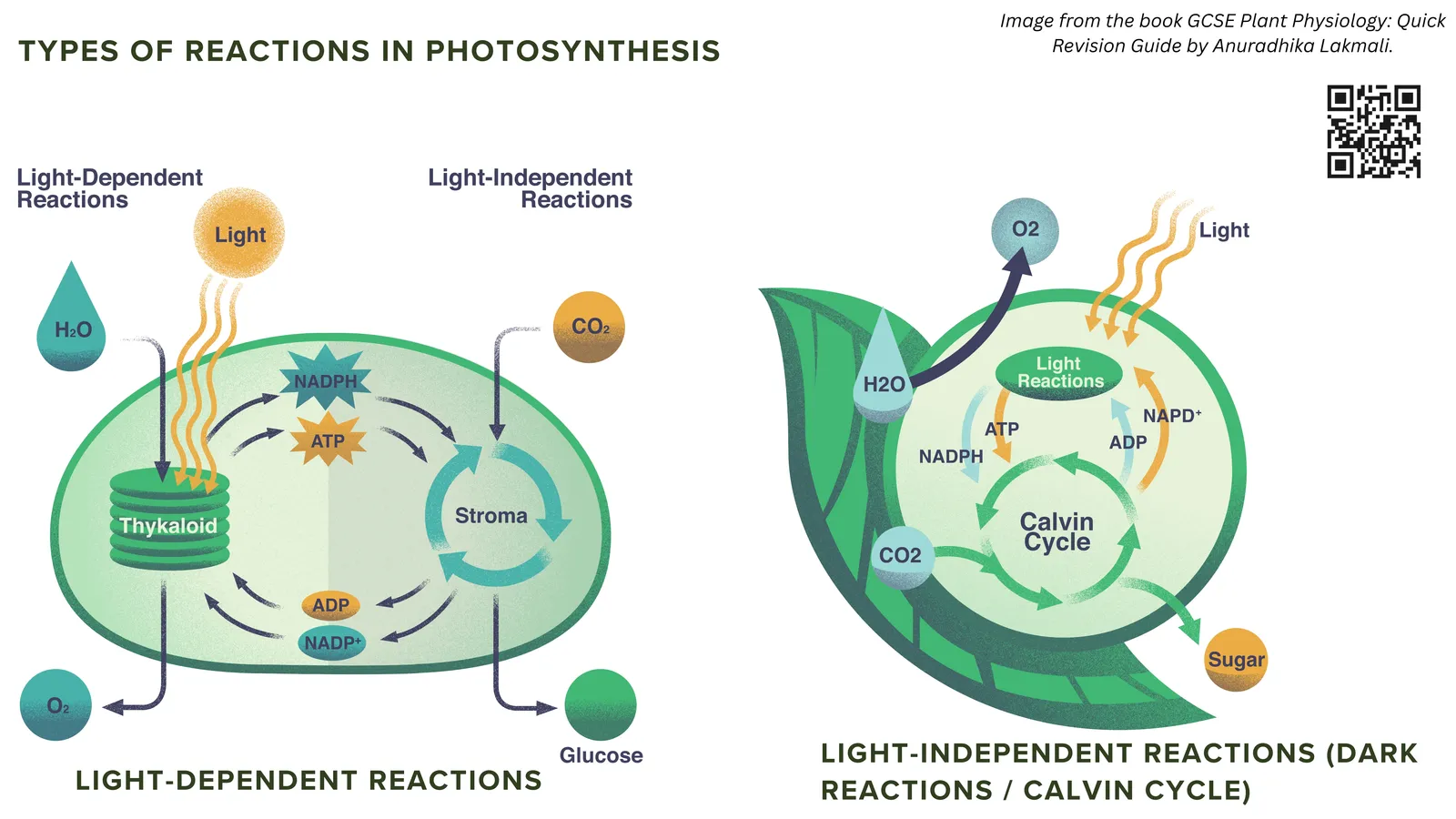 The two types of reaction in photosynthesis: light-dependent reactions in the thylakoids and light-independent reactions, the Calvin cycle, in the stroma