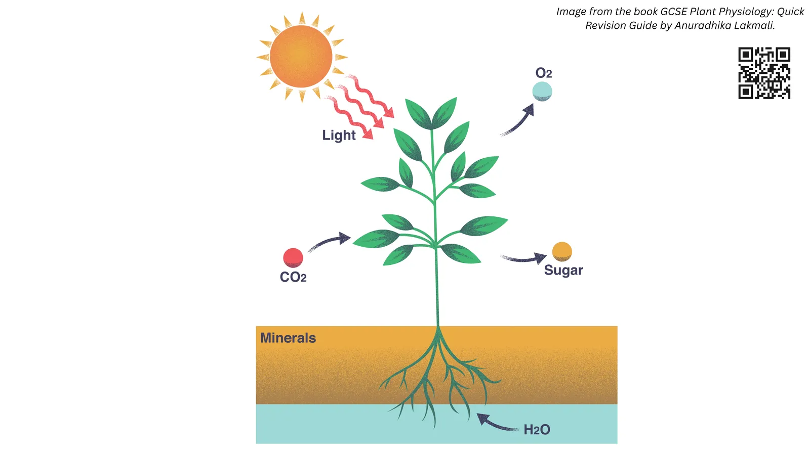 Whole plant diagram of photosynthesis: light and carbon dioxide taken in by the leaves, water taken up by the roots, sugar made and oxygen released