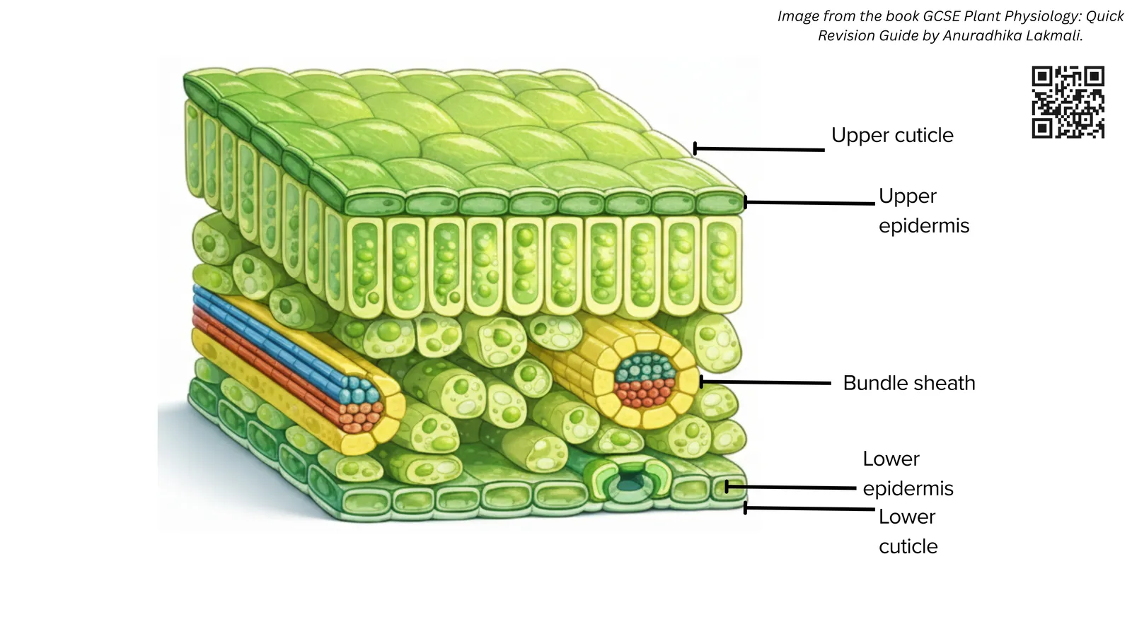 Cut-away block of a leaf labelling the upper cuticle, upper epidermis, palisade layer, vascular bundle, bundle sheath, lower epidermis and lower cuticle