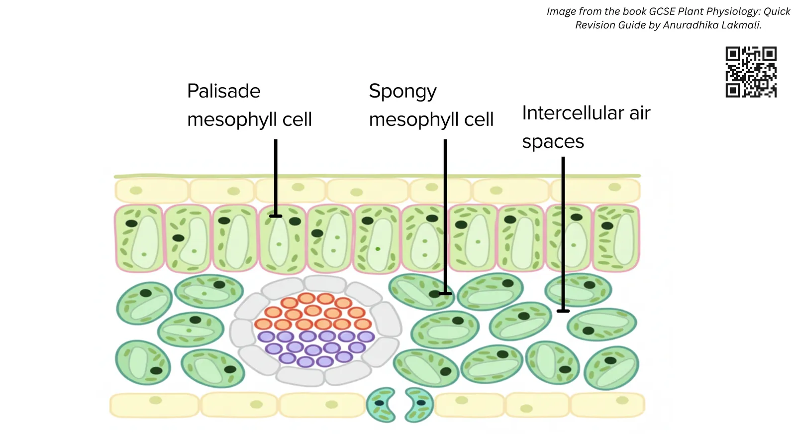 Leaf cross-section showing palisade mesophyll cells, spongy mesophyll cells and the intercellular air spaces around a vein