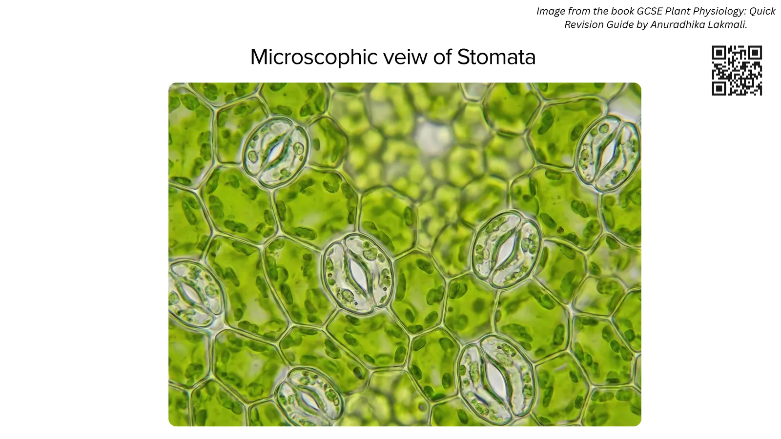 Microscope view of the lower leaf surface showing many stomata, each a pore between two guard cells
