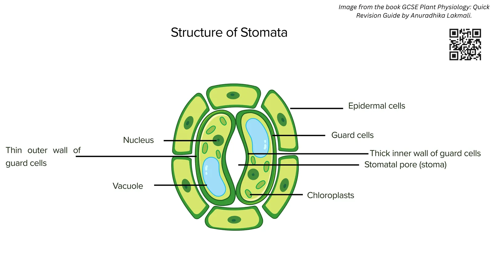 Structure of a stoma: two kidney-shaped guard cells with a thin outer wall, thick inner wall, nucleus, vacuole and chloroplasts around the stomatal pore