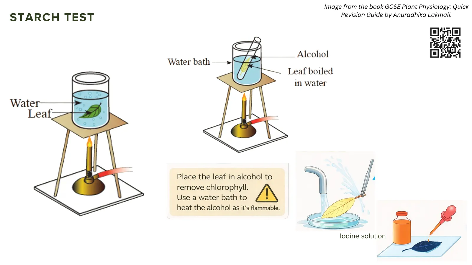 Starch test apparatus: boil the leaf in water, soften it in warm ethanol in a water bath to remove chlorophyll, then add iodine solution