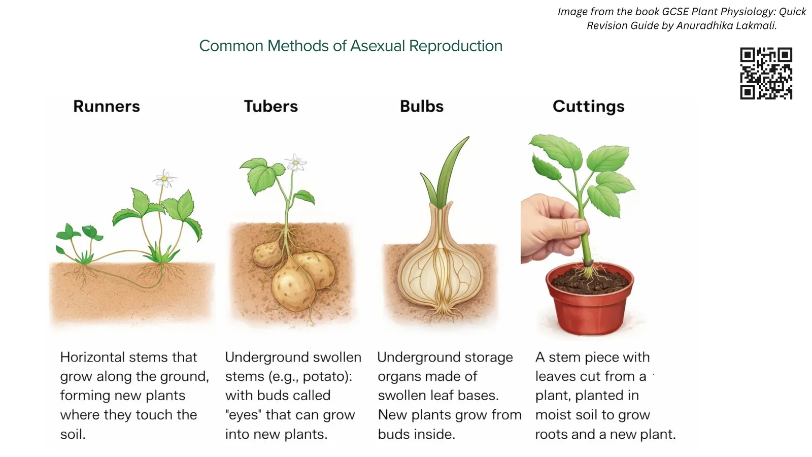 Common methods of asexual reproduction: runners, tubers, bulbs and cuttings, each shown growing a new plant from part of the parent