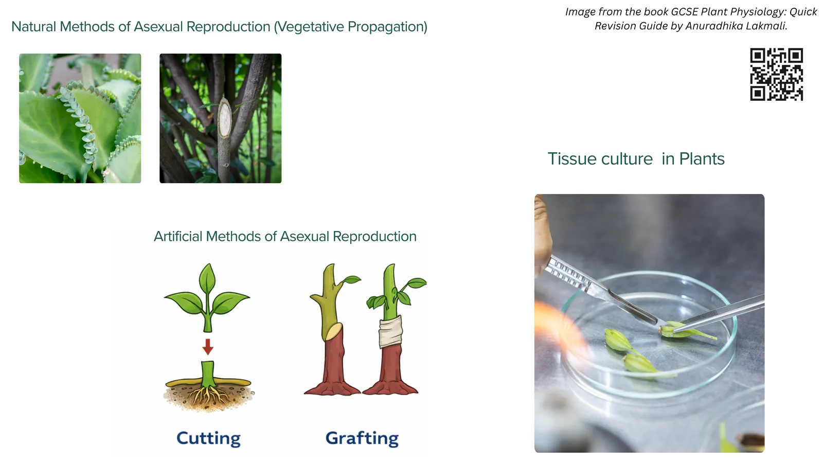 Natural and artificial methods of asexual reproduction, showing a cutting, grafting of a scion onto a stock, and tissue culture of plantlets in sterile jelly