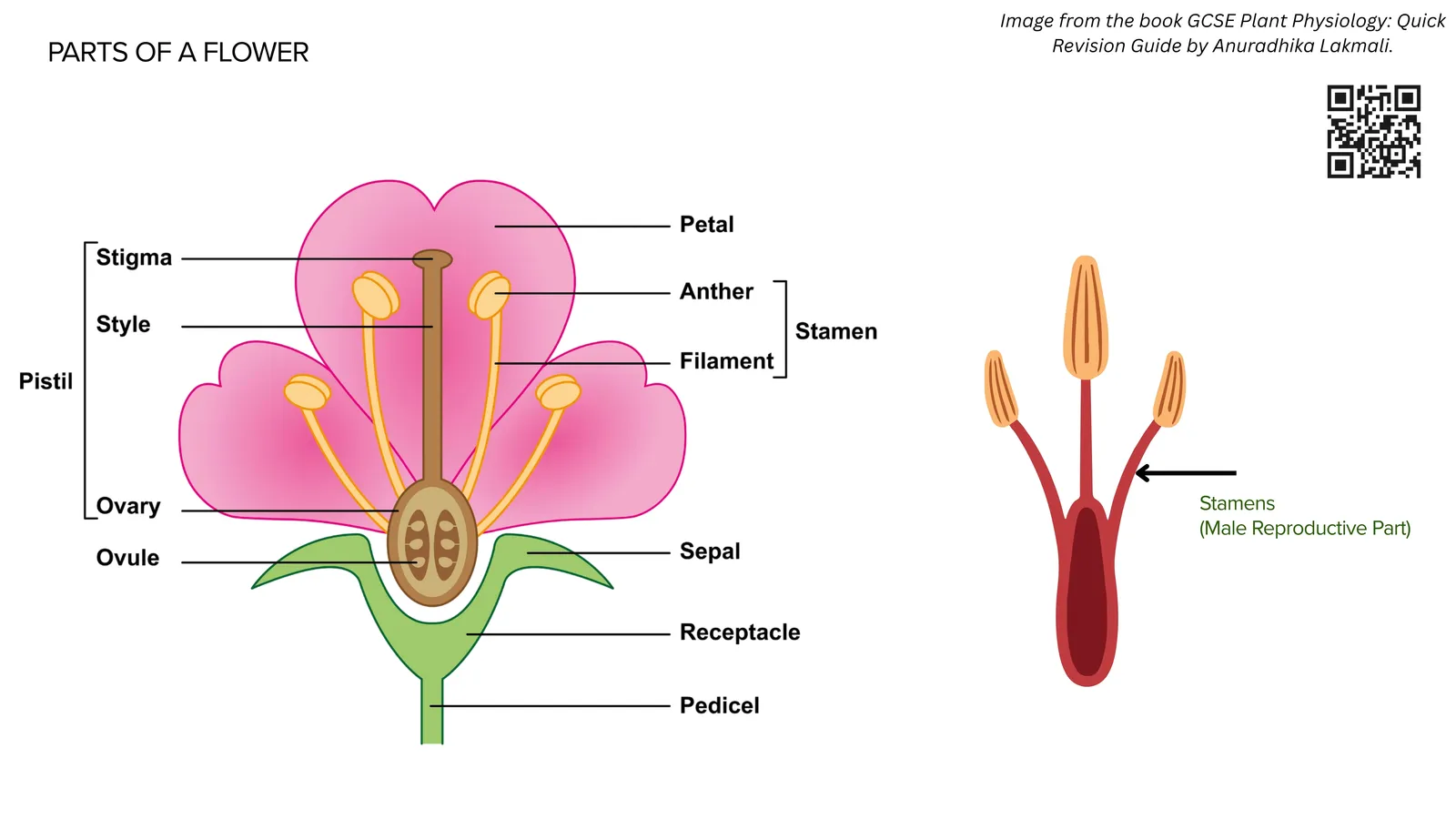 Parts of a flower: petal, sepal, anther, filament, stigma, style, ovary, receptacle and pedicel, with the stamen shown as the male part