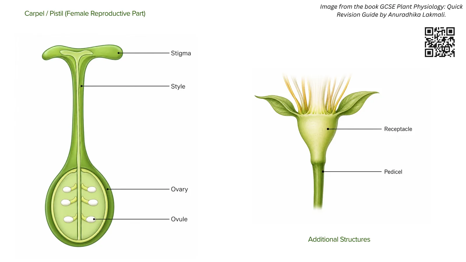 The carpel or pistil, the female reproductive part, with stigma, style, ovary and ovules labelled, plus the receptacle and pedicel