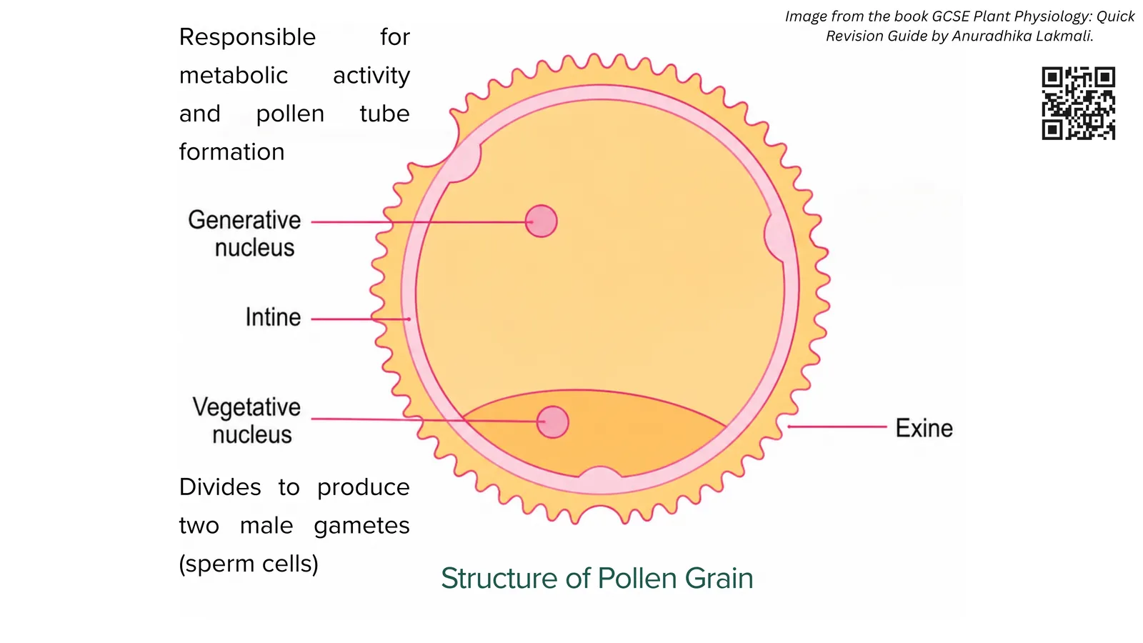 Structure of a pollen grain: exine, intine, generative nucleus that divides into two male gametes, and vegetative nucleus that controls pollen tube growth