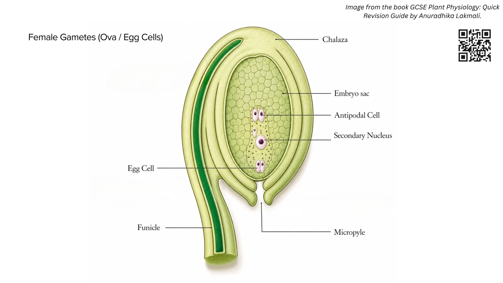 Female gamete in the ovule: the embryo sac with egg cell, antipodal cells and secondary nucleus, with the micropyle where the pollen tube enters
