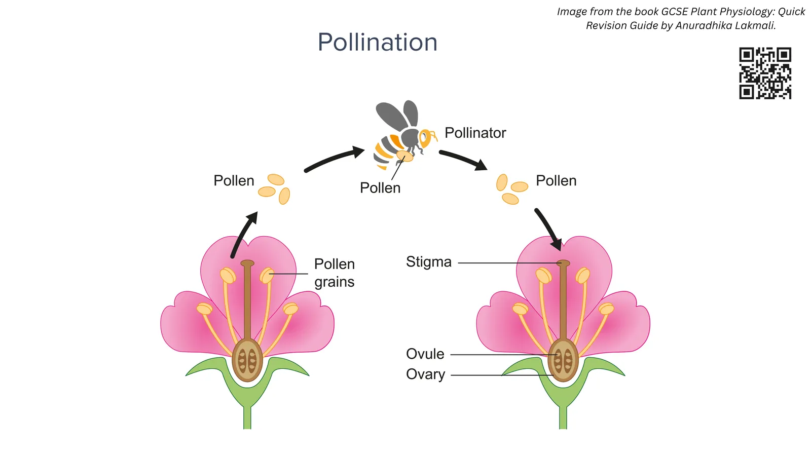 Pollination: a bee as pollinator carries pollen grains from the anther of one flower to the stigma of another