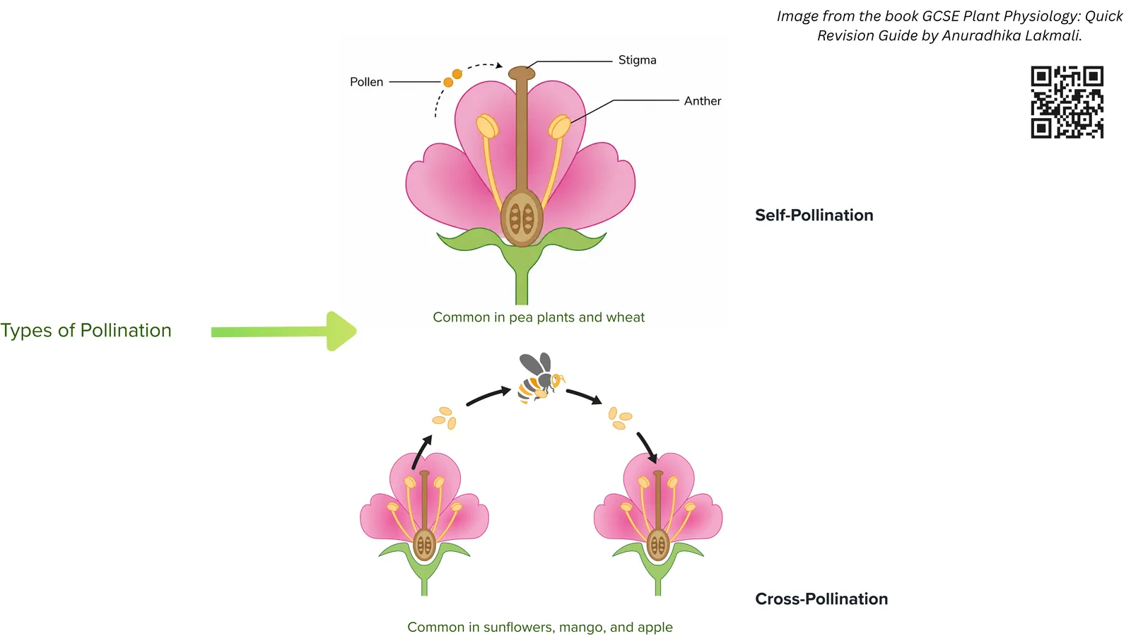 Types of pollination: self-pollination within one flower compared with cross-pollination between flowers of different plants