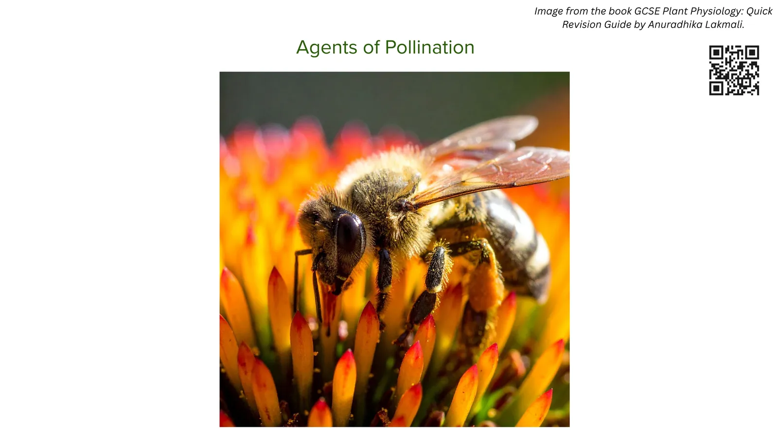 A bee covered in pollen on a flower, an example of an insect as an agent of pollination