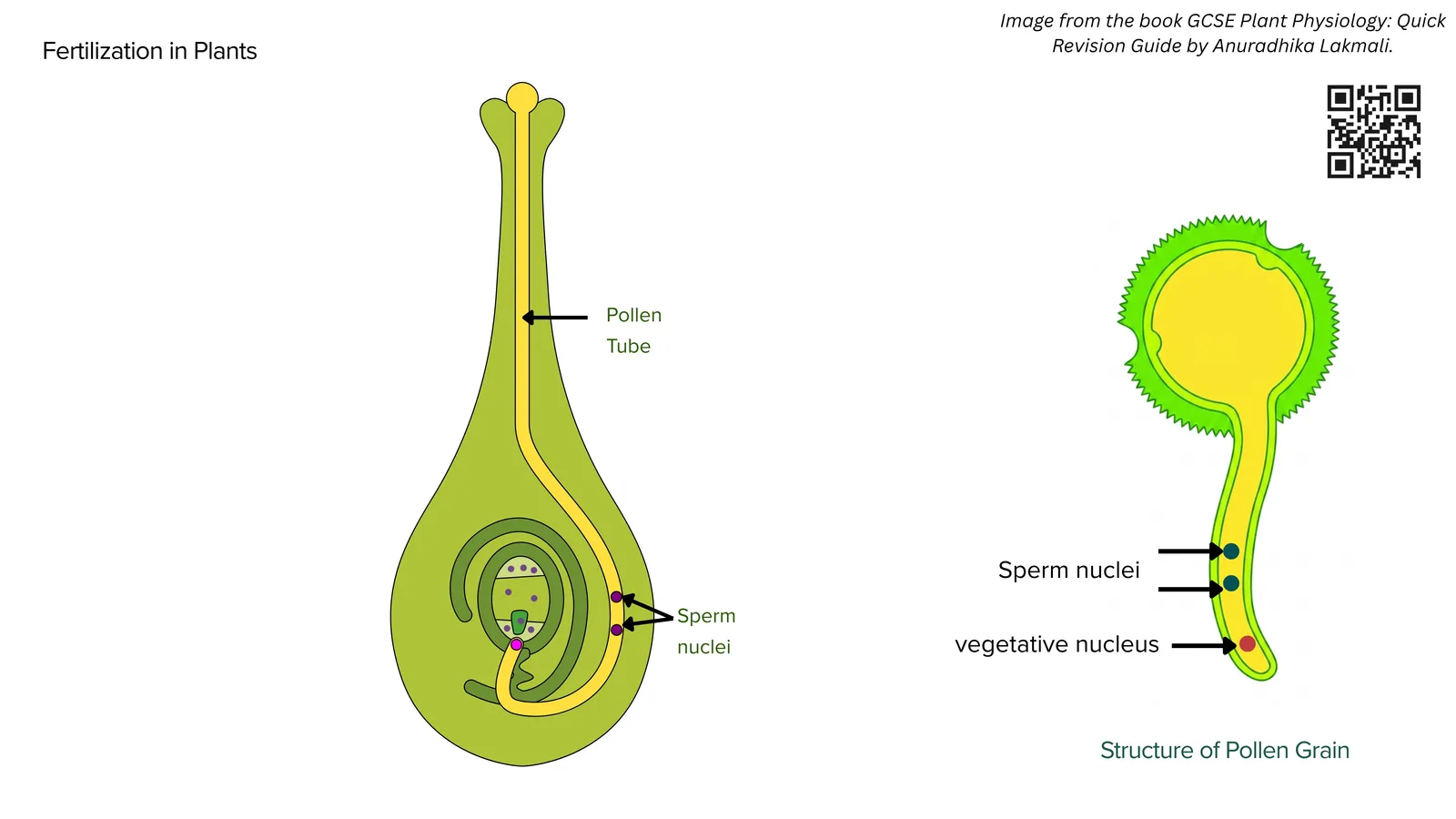 Fertilisation in plants: the pollen tube grows down the style to the ovule, carrying the sperm nuclei, and the structure of the pollen grain