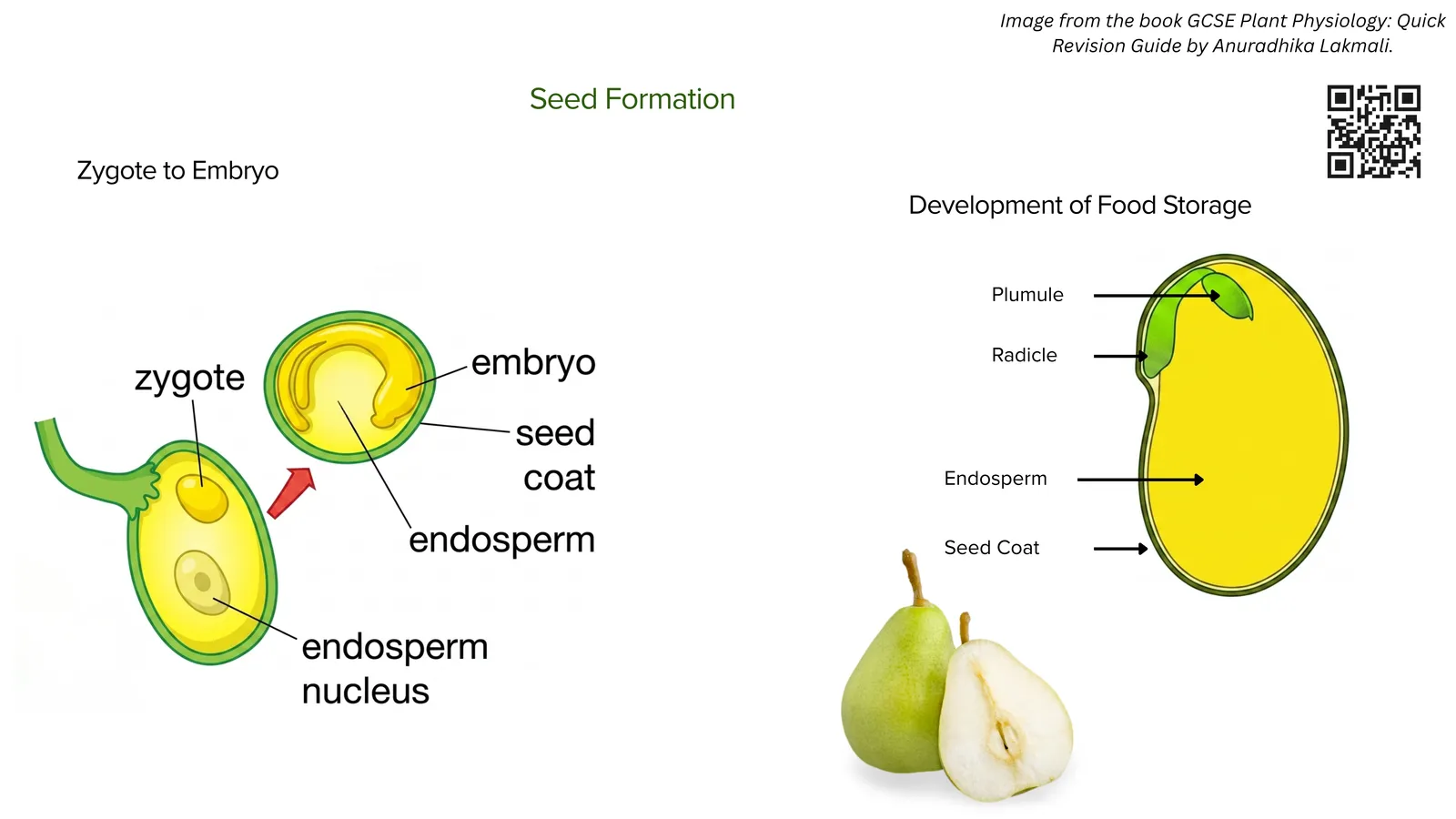 Seed formation: the zygote develops into an embryo, with the endosperm nucleus forming the food store and the integuments hardening into the seed coat