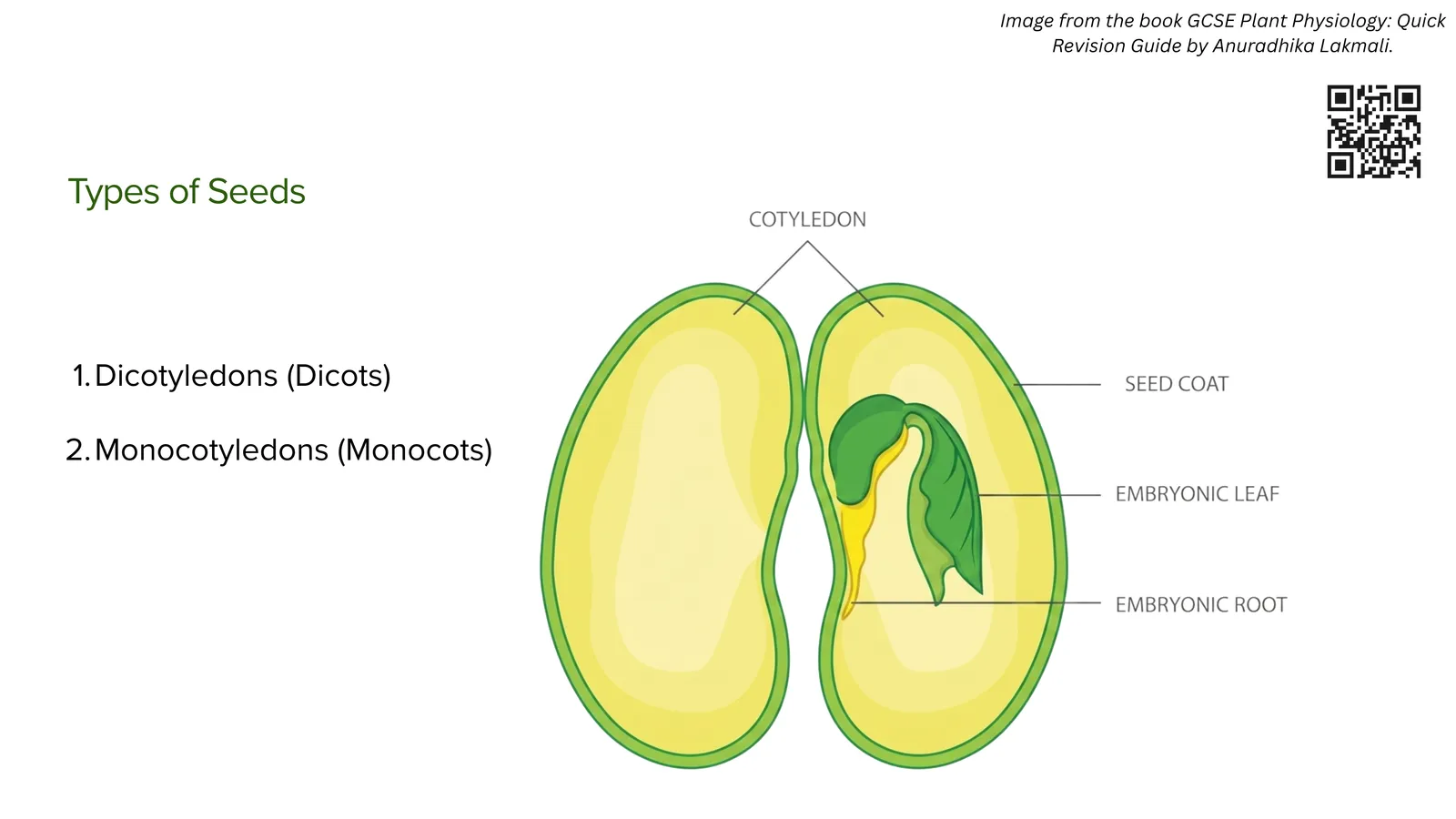 Types of seeds: a seed cut open to show the cotyledons, seed coat and embryonic root, used to compare dicotyledons and monocotyledons