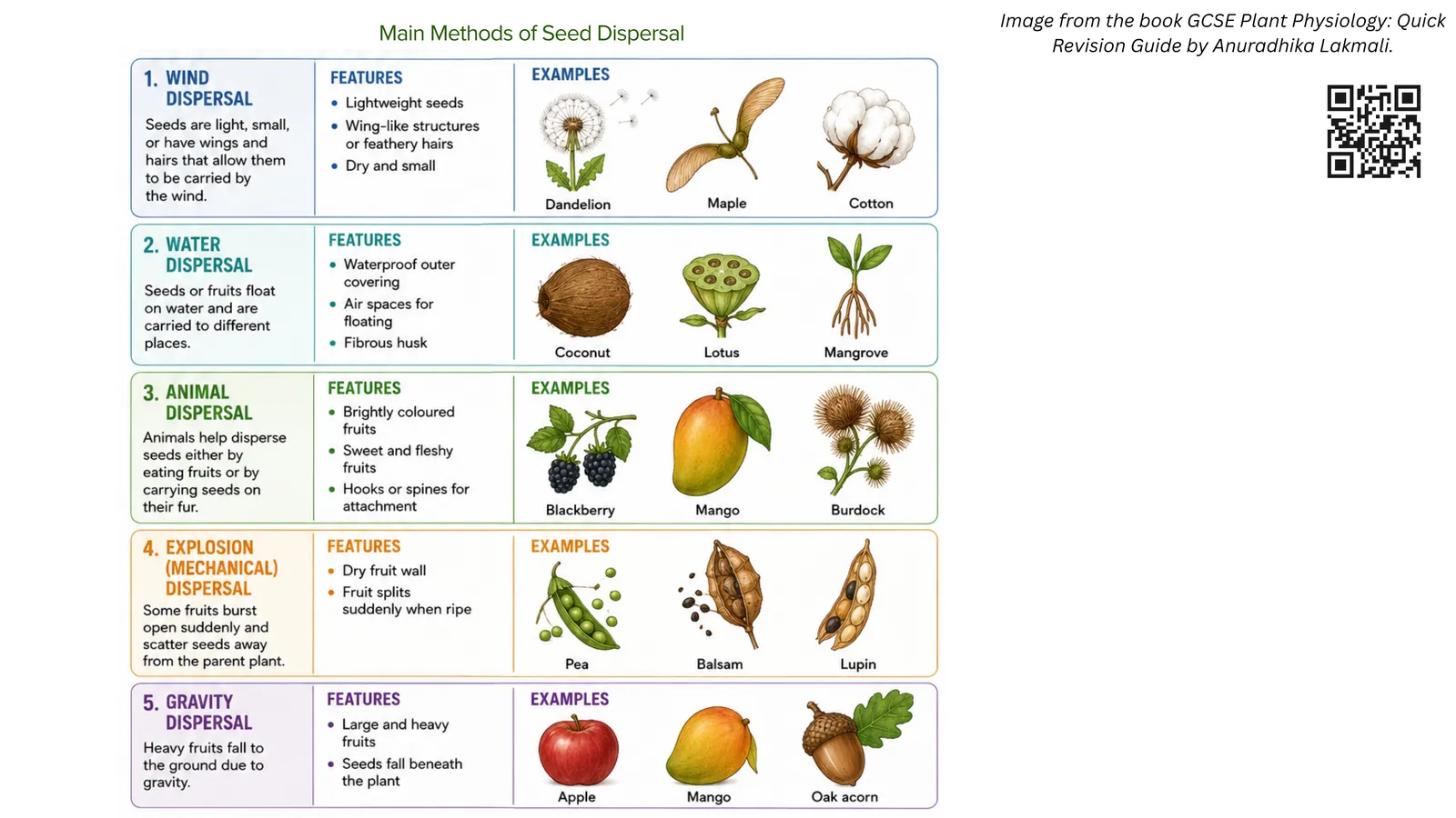 Main methods of seed dispersal: wind, water, animal, explosive and gravity dispersal, with the features and examples of each