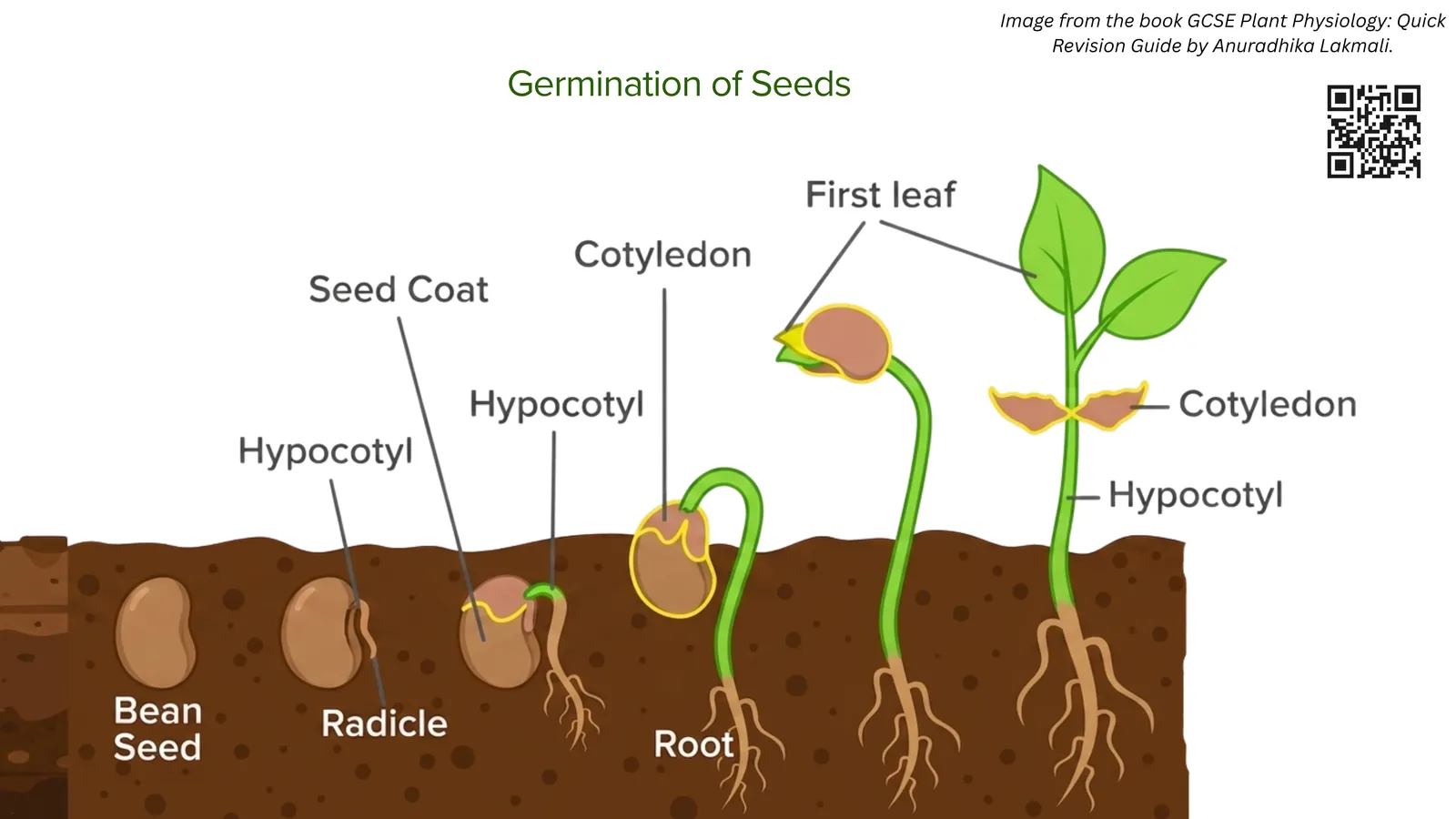 Germination of a bean seed: the seed coat splits, the radicle grows into the root, the hypocotyl and cotyledons rise, and the first leaves open