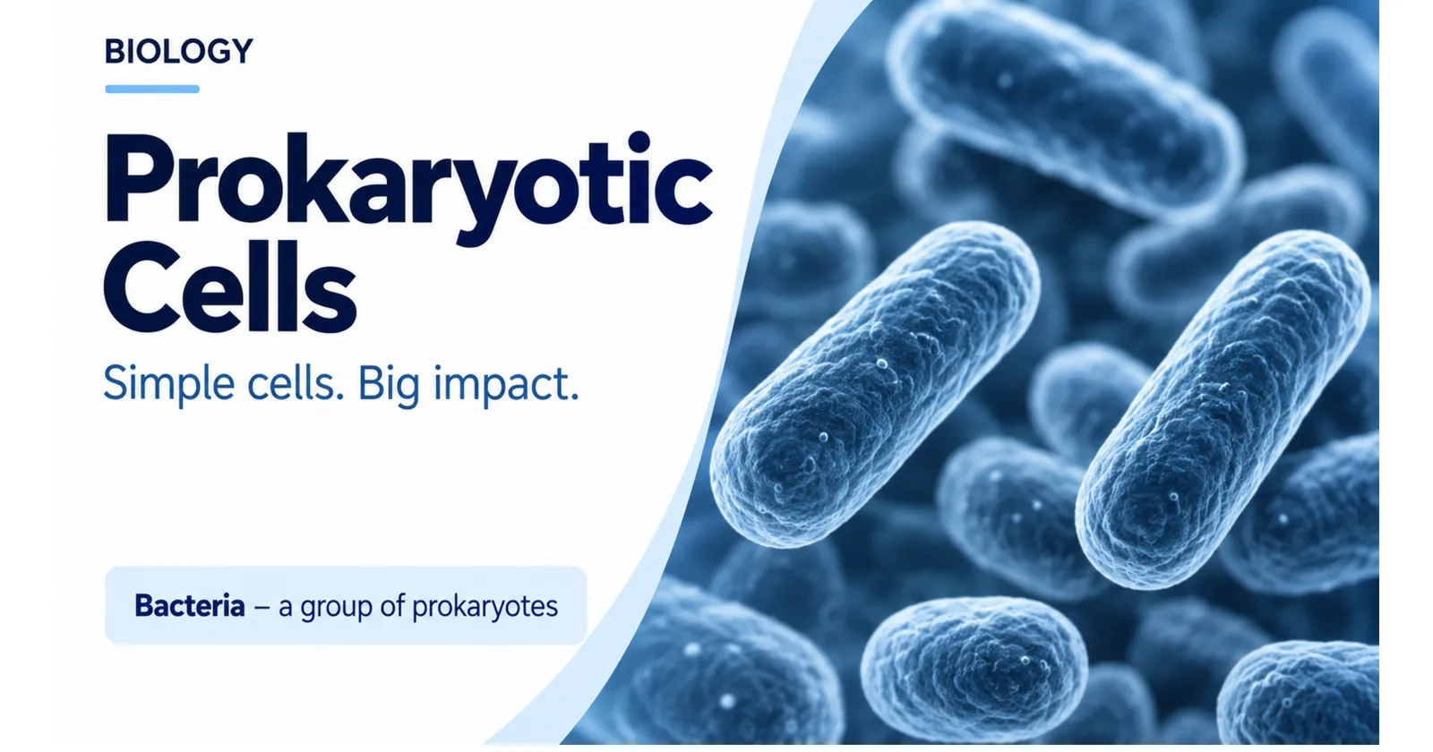 Prokaryotic cells title slide: rod-shaped bacteria, a group of prokaryotes