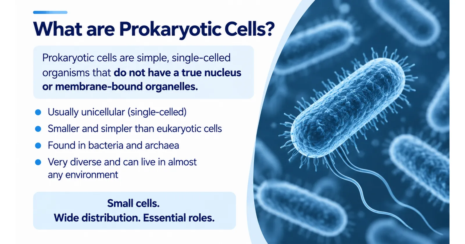 What are prokaryotic cells: single-celled organisms with no true nucleus or membrane-bound organelles, found as bacteria and archaea